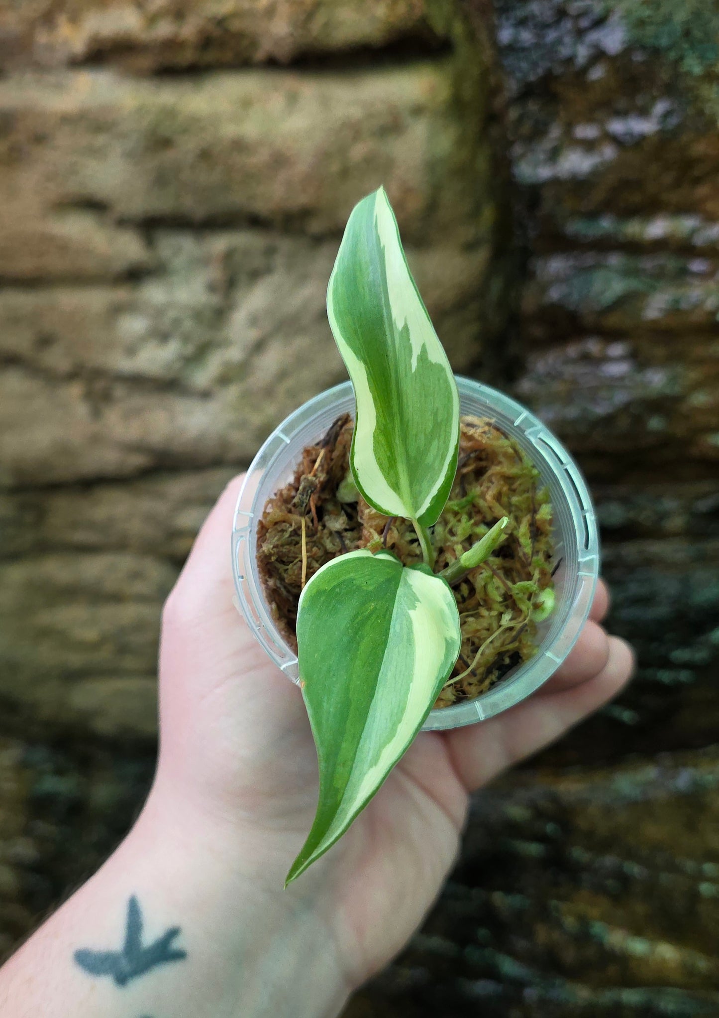 Philodendron Rio