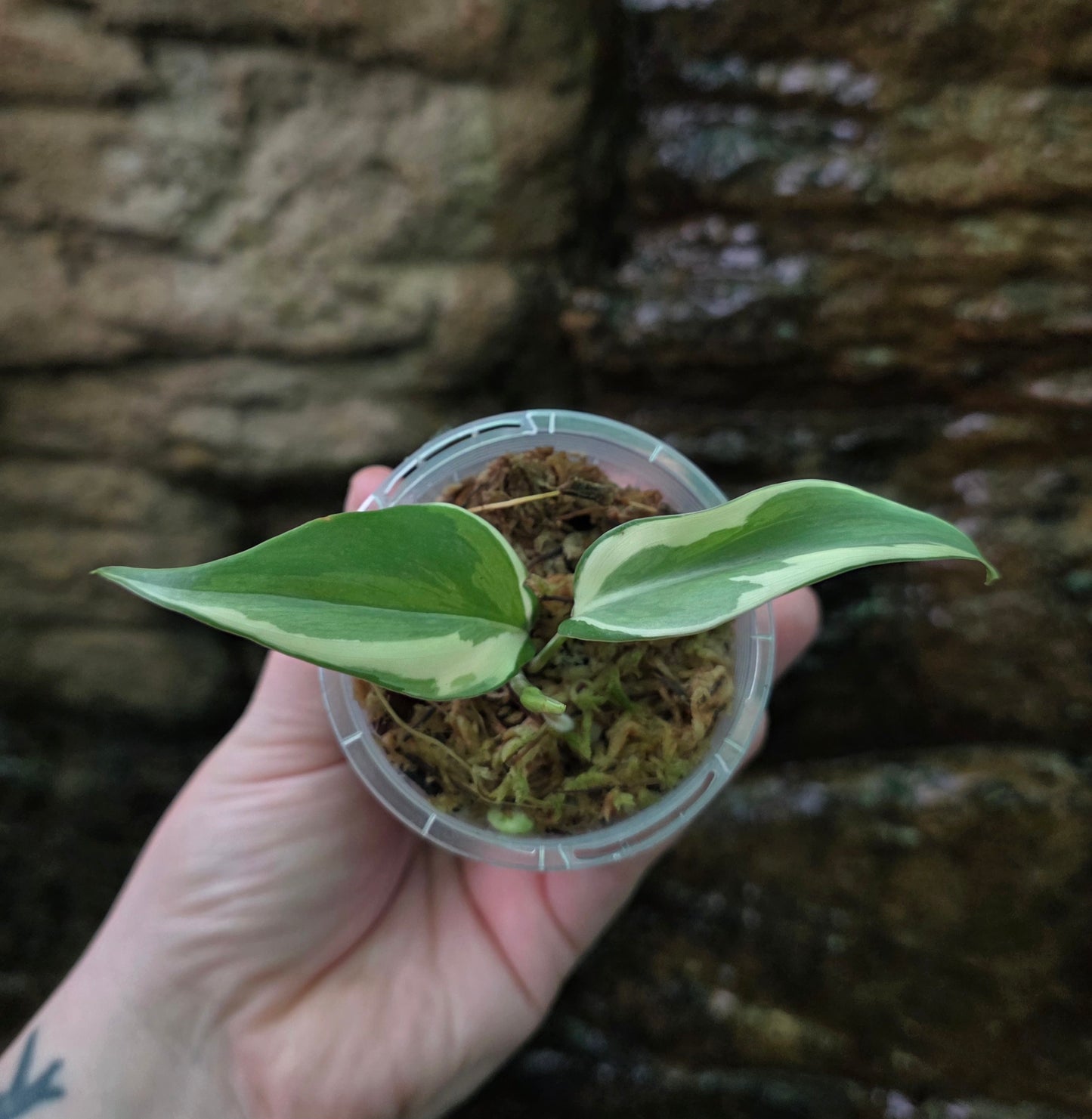 Philodendron Rio