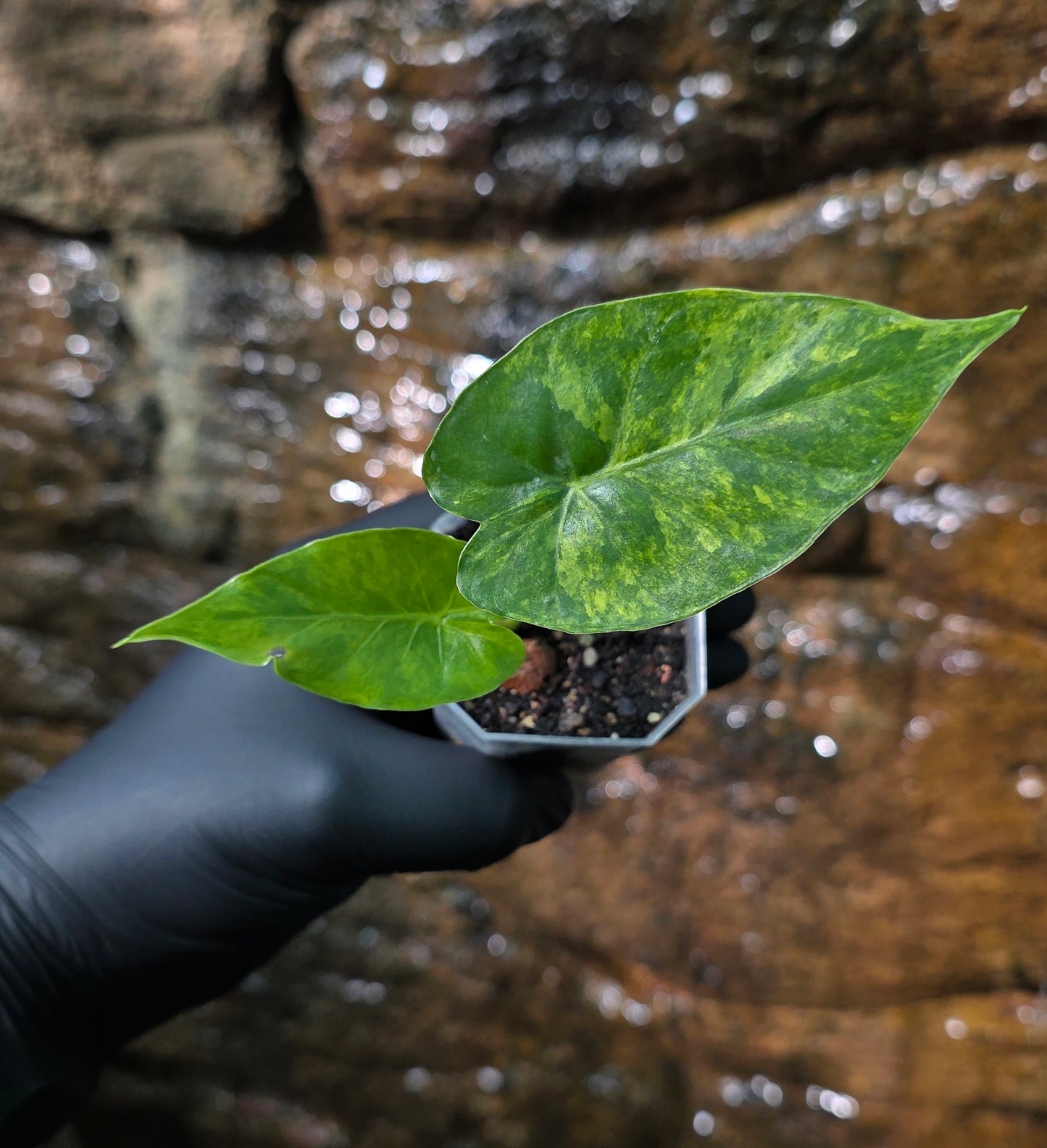 Alocasia Gageana Aurea