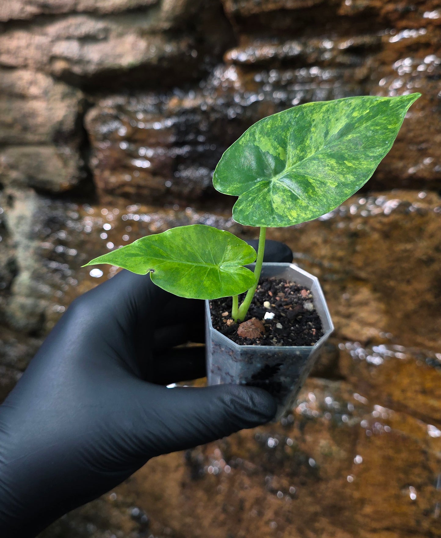 Alocasia Gageana Aurea