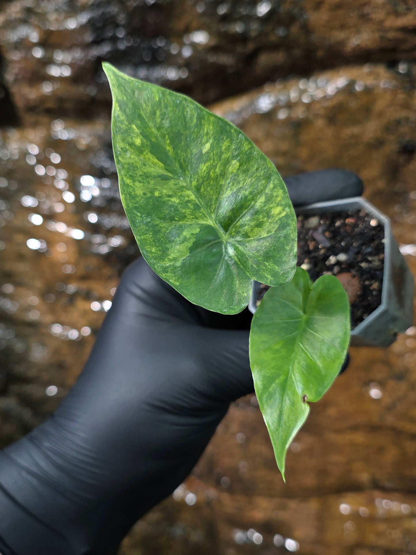 Alocasia Gageana Aurea