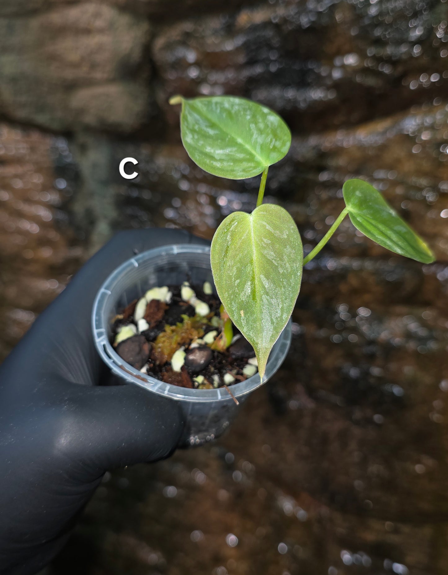 NEW HYBRID* Philodendron Majestic Hybrid seedlings