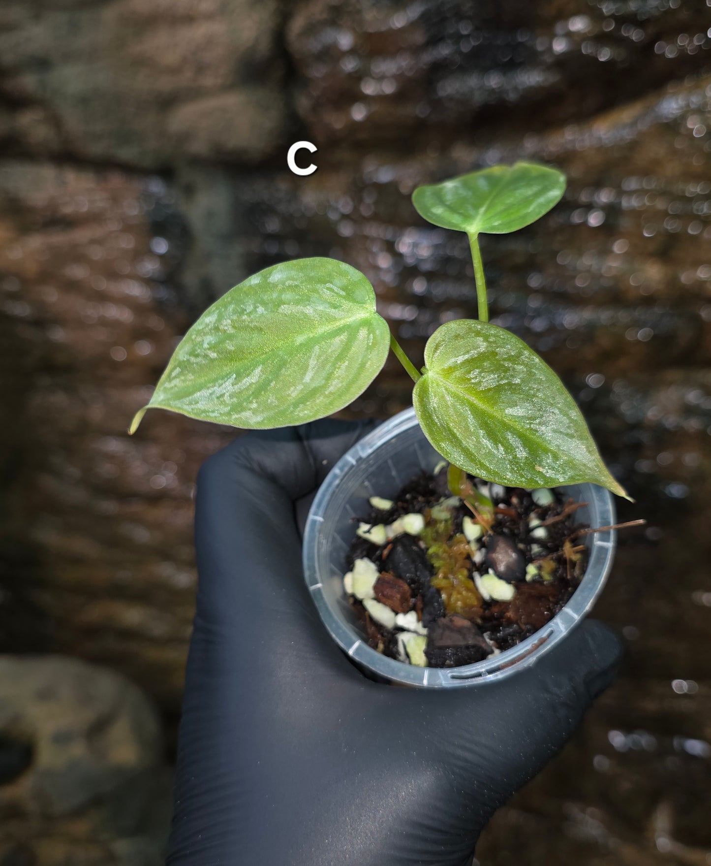 NEW HYBRID* Philodendron Majestic Hybrid seedlings