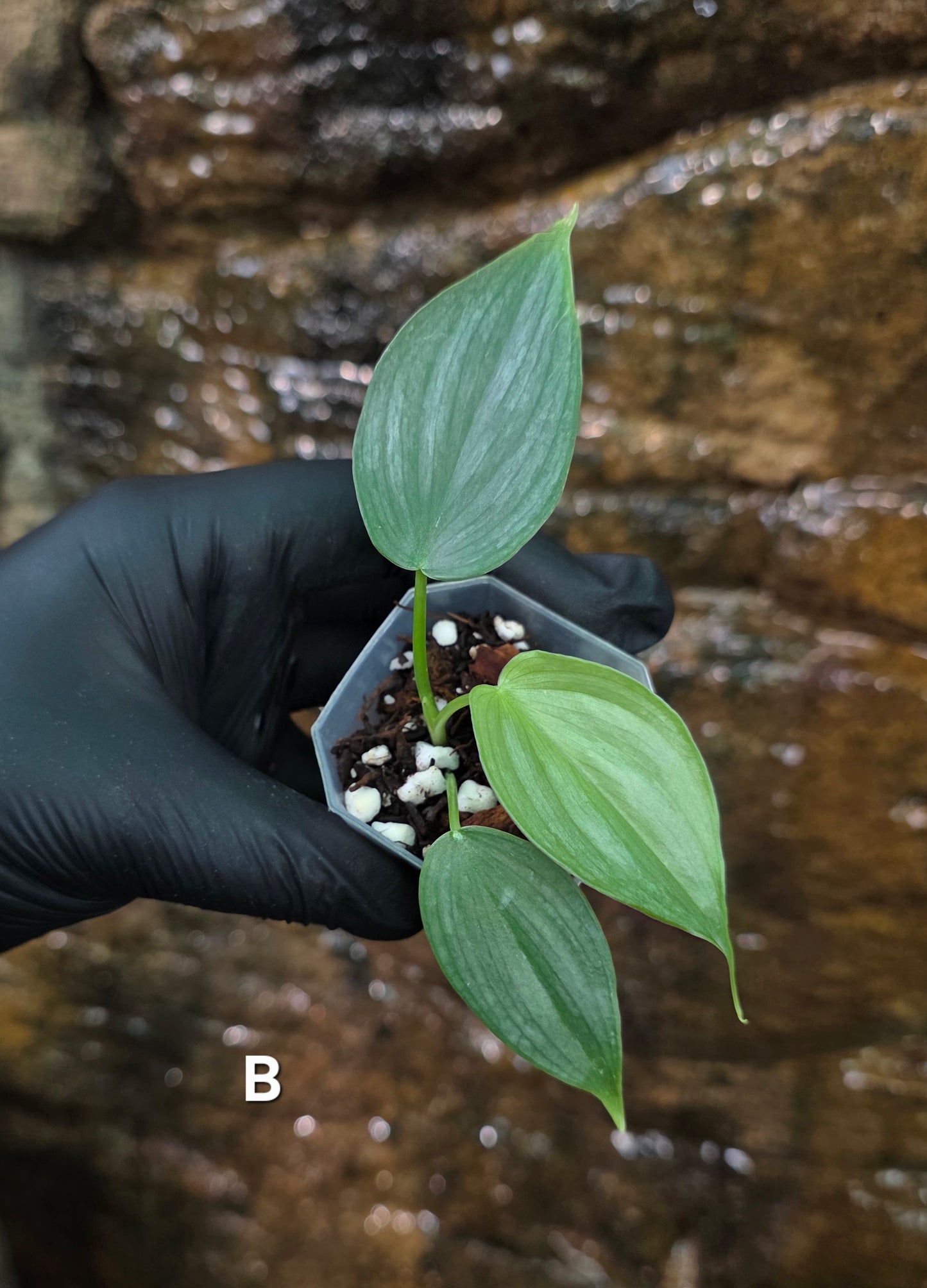*NEW RELEASE* Philodendron Mamie x Brandtianum