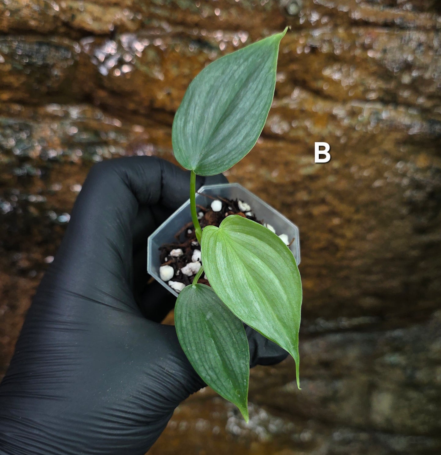 *NEW RELEASE* Philodendron Mamie x Brandtianum