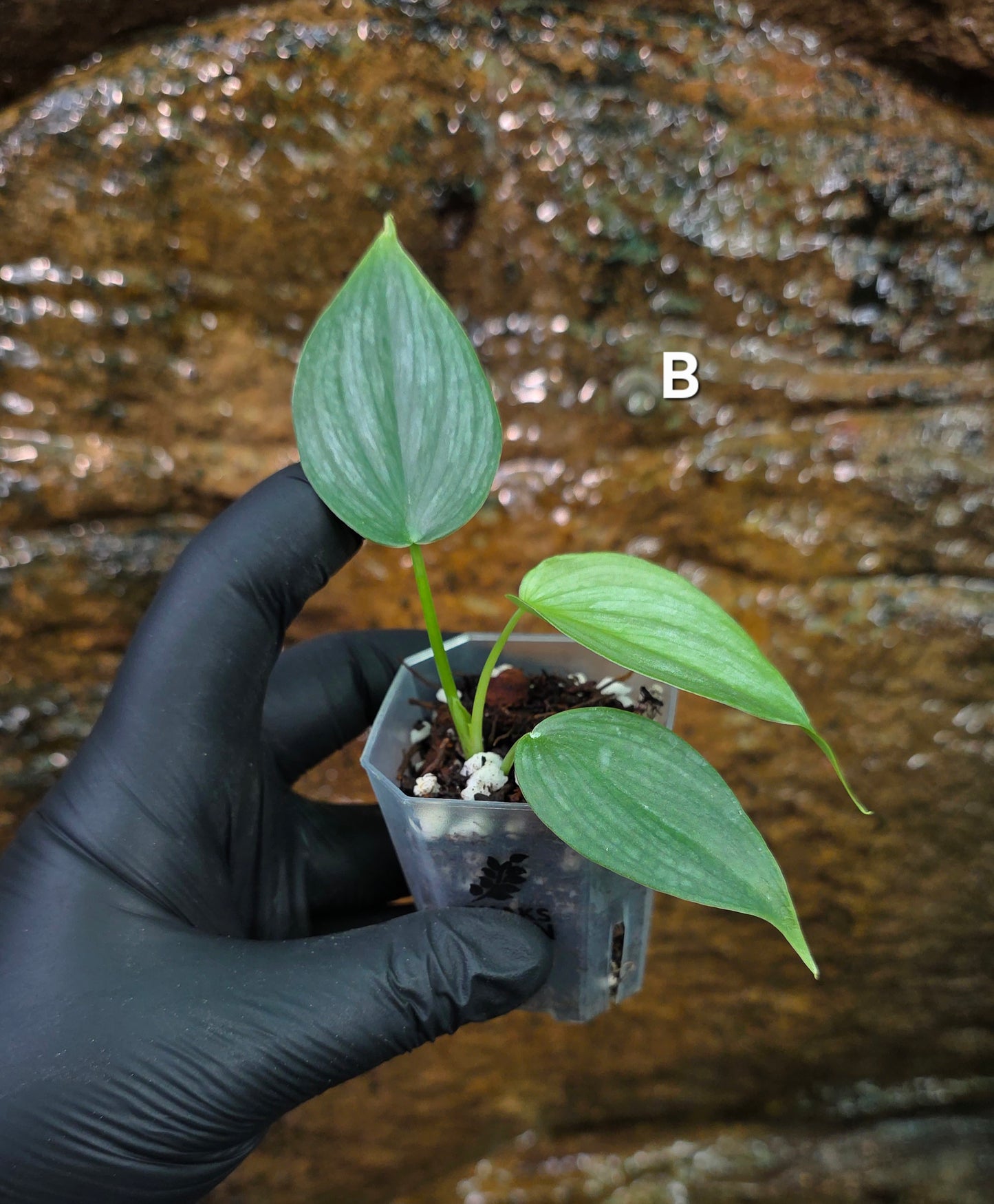 *NEW RELEASE* Philodendron Mamie x Brandtianum