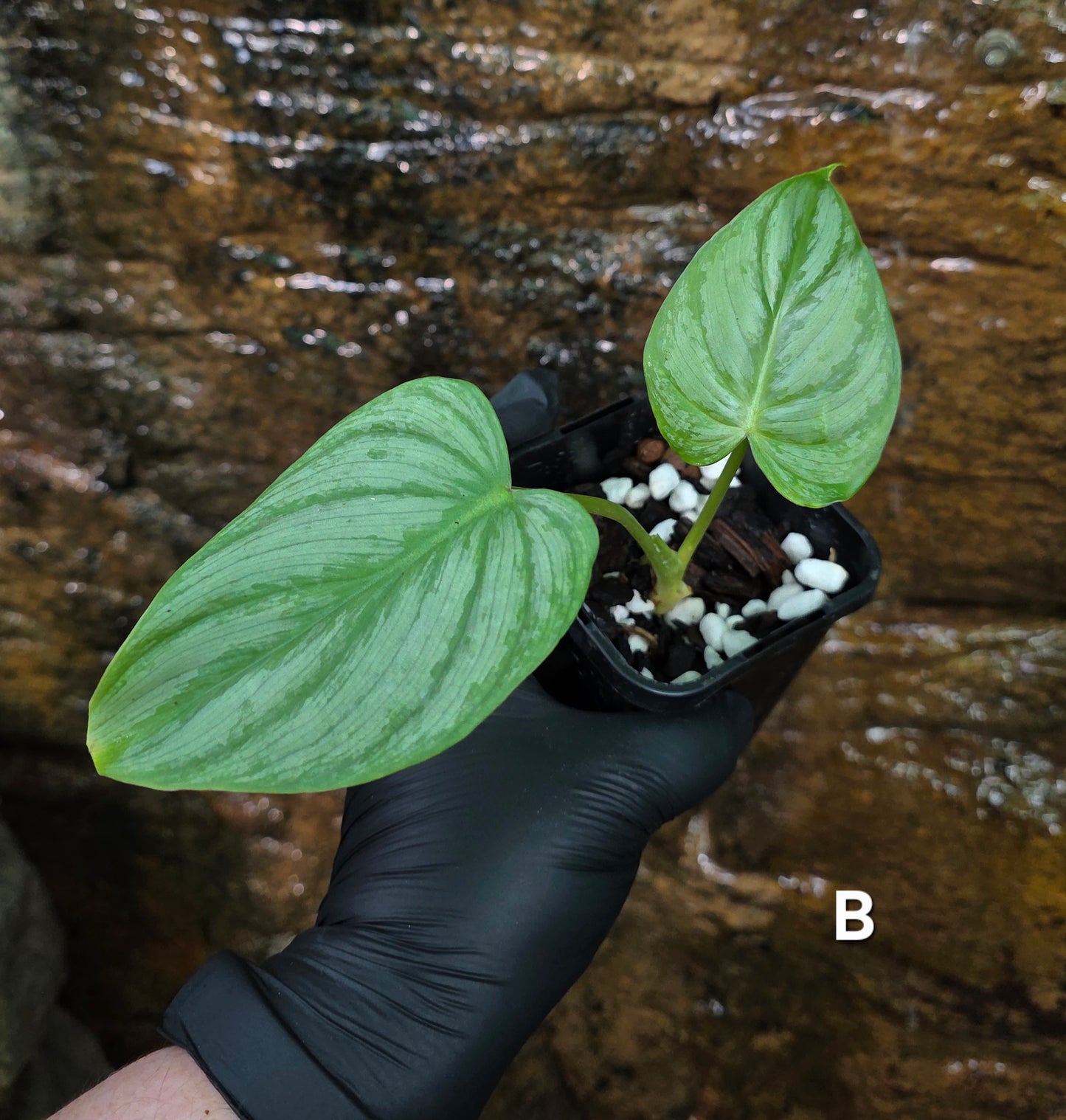 Philodendron Hybrid Philodendron Dean McDowell X Mamei