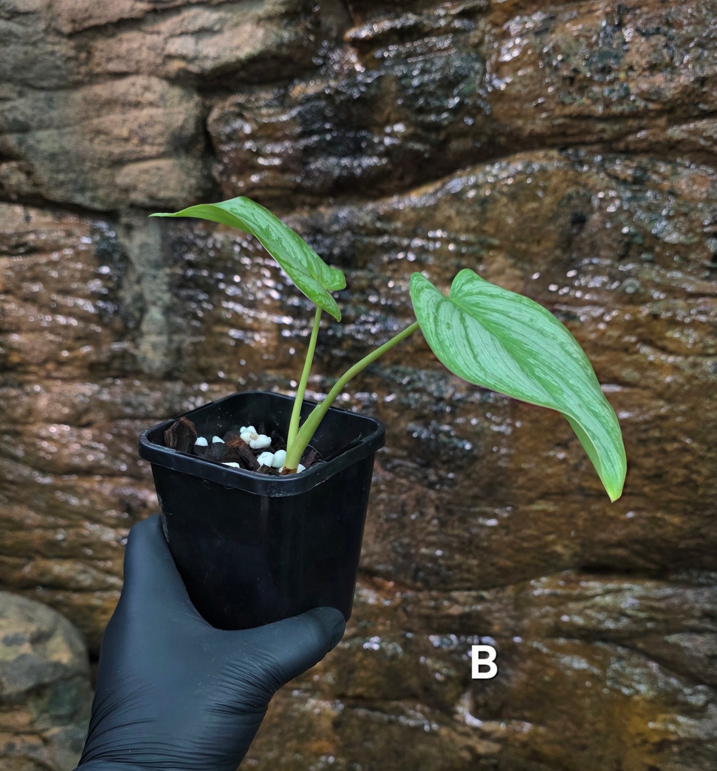 Philodendron Hybrid Philodendron Dean McDowell X Mamei