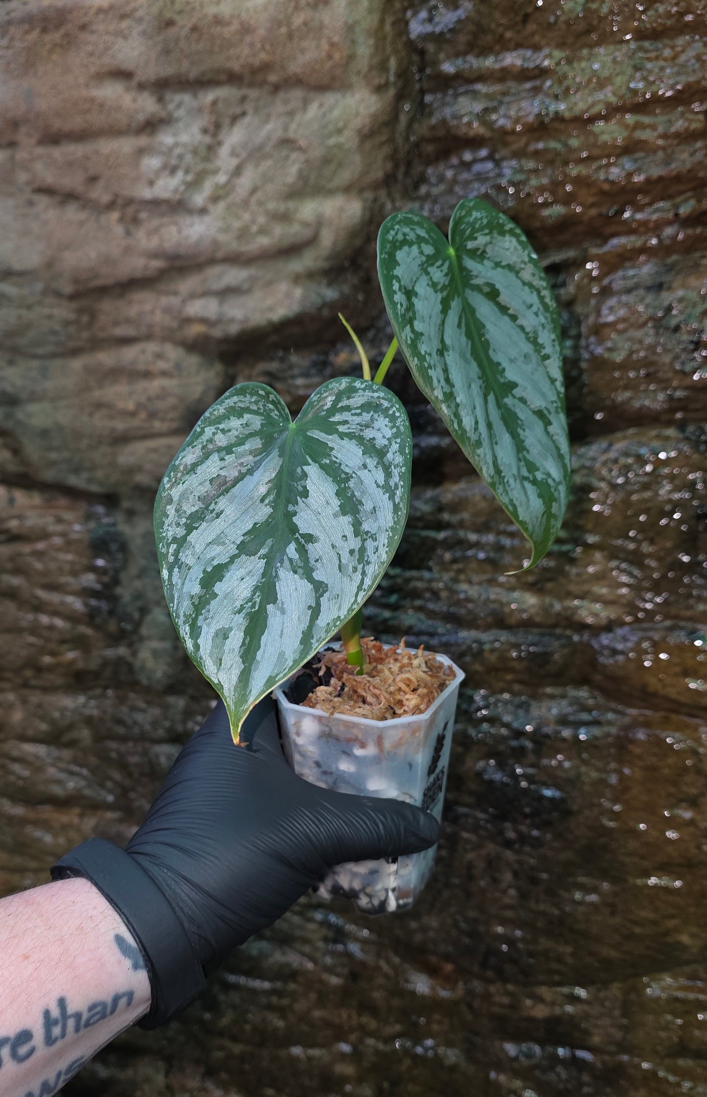 Philodendron Brandtianum