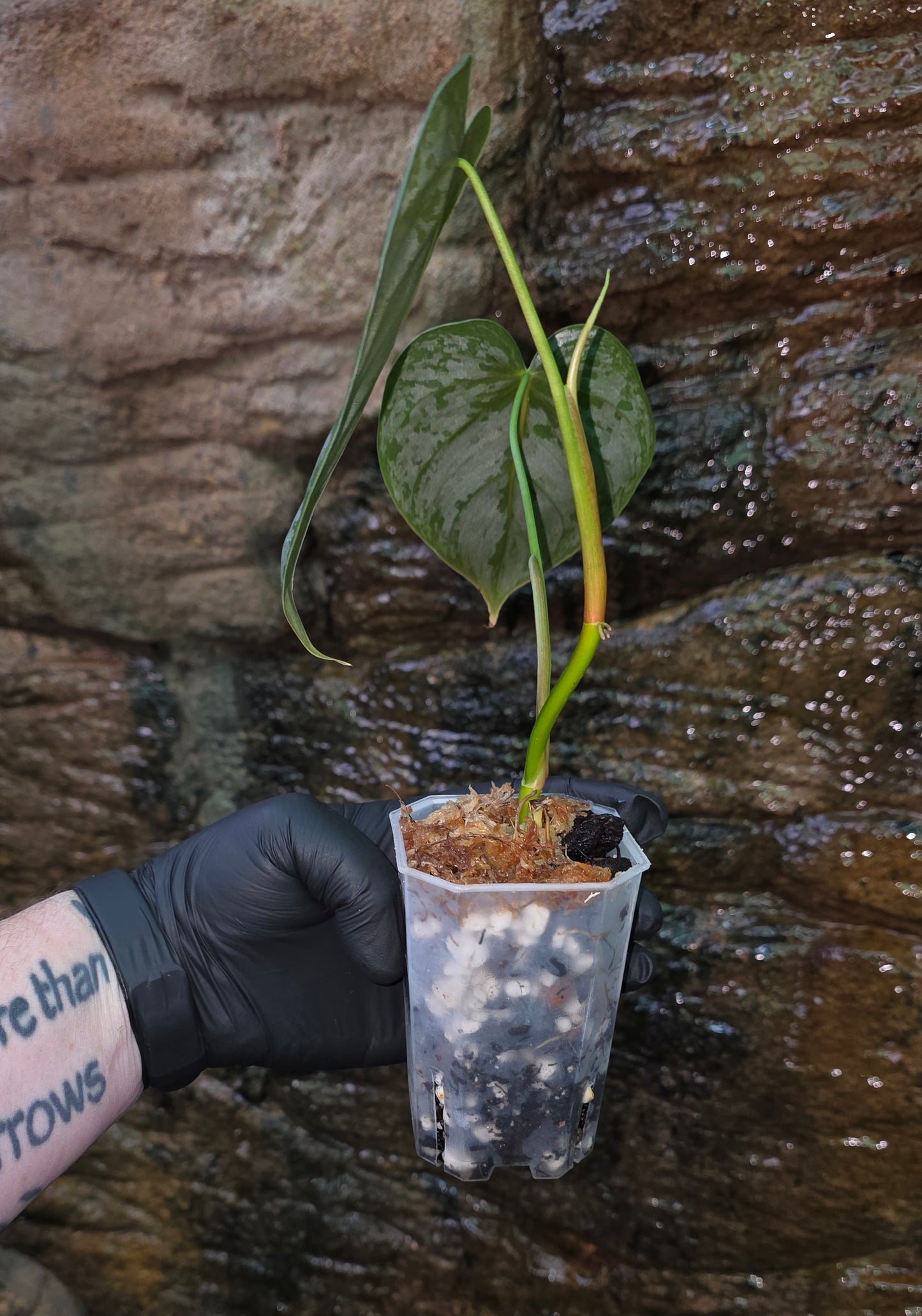 Philodendron Brandtianum