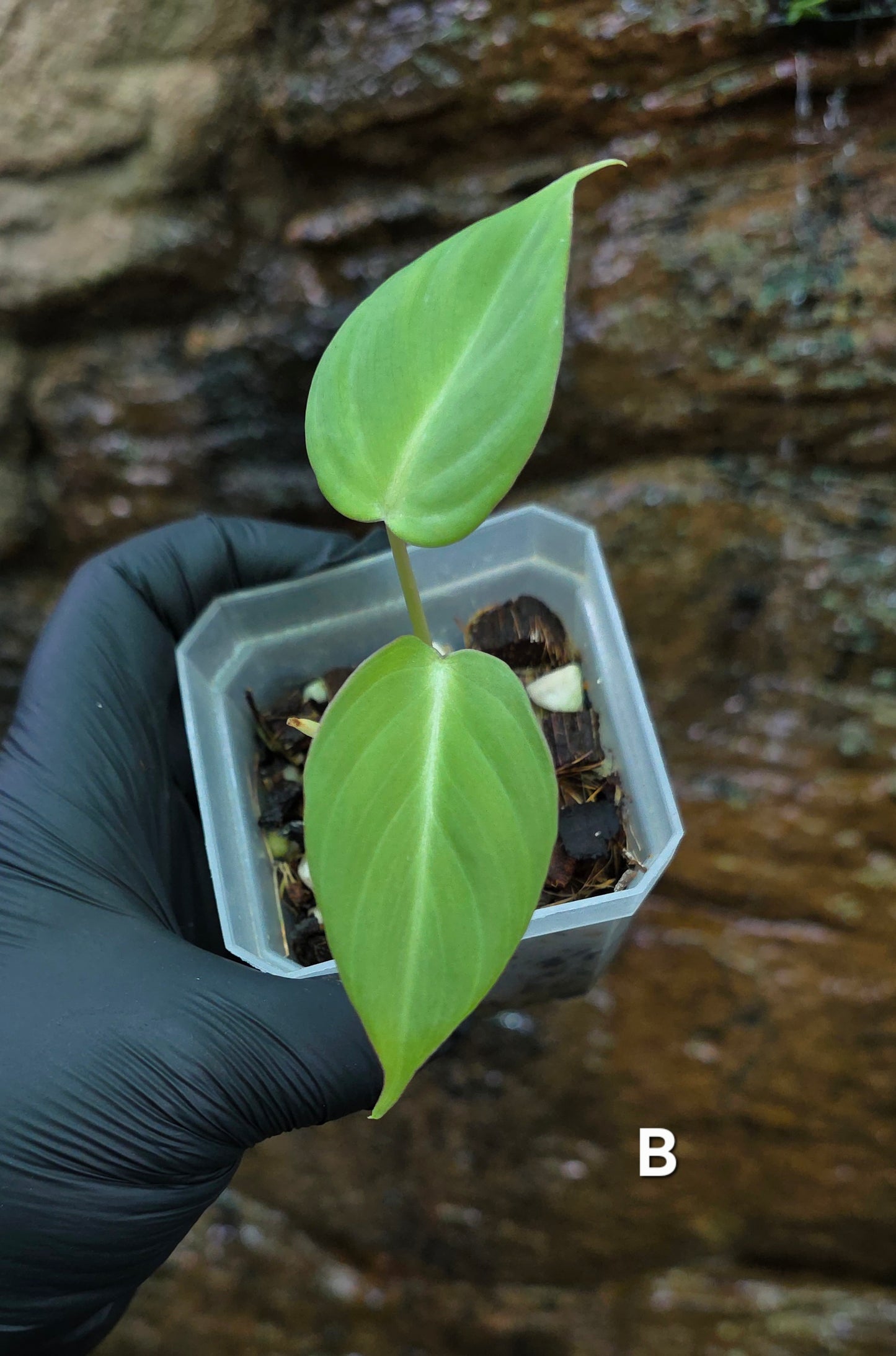 NEW HYBRID* Philodendron Dean McDowell x Glorious