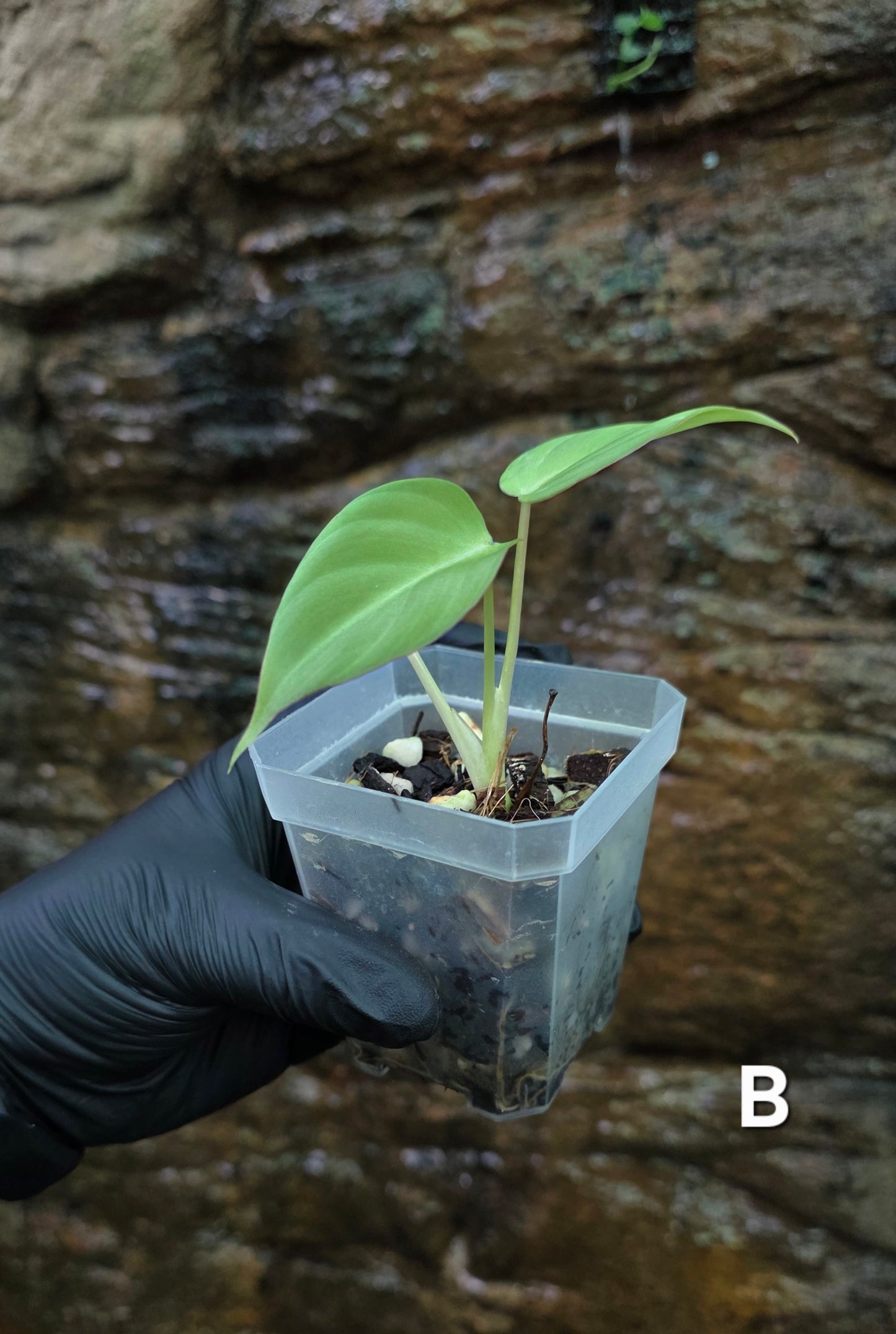 NEW HYBRID* Philodendron Dean McDowell x Glorious