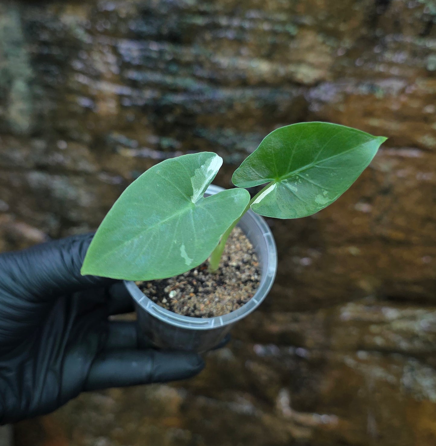 Variegated Alocasia Macrorrhiza albo