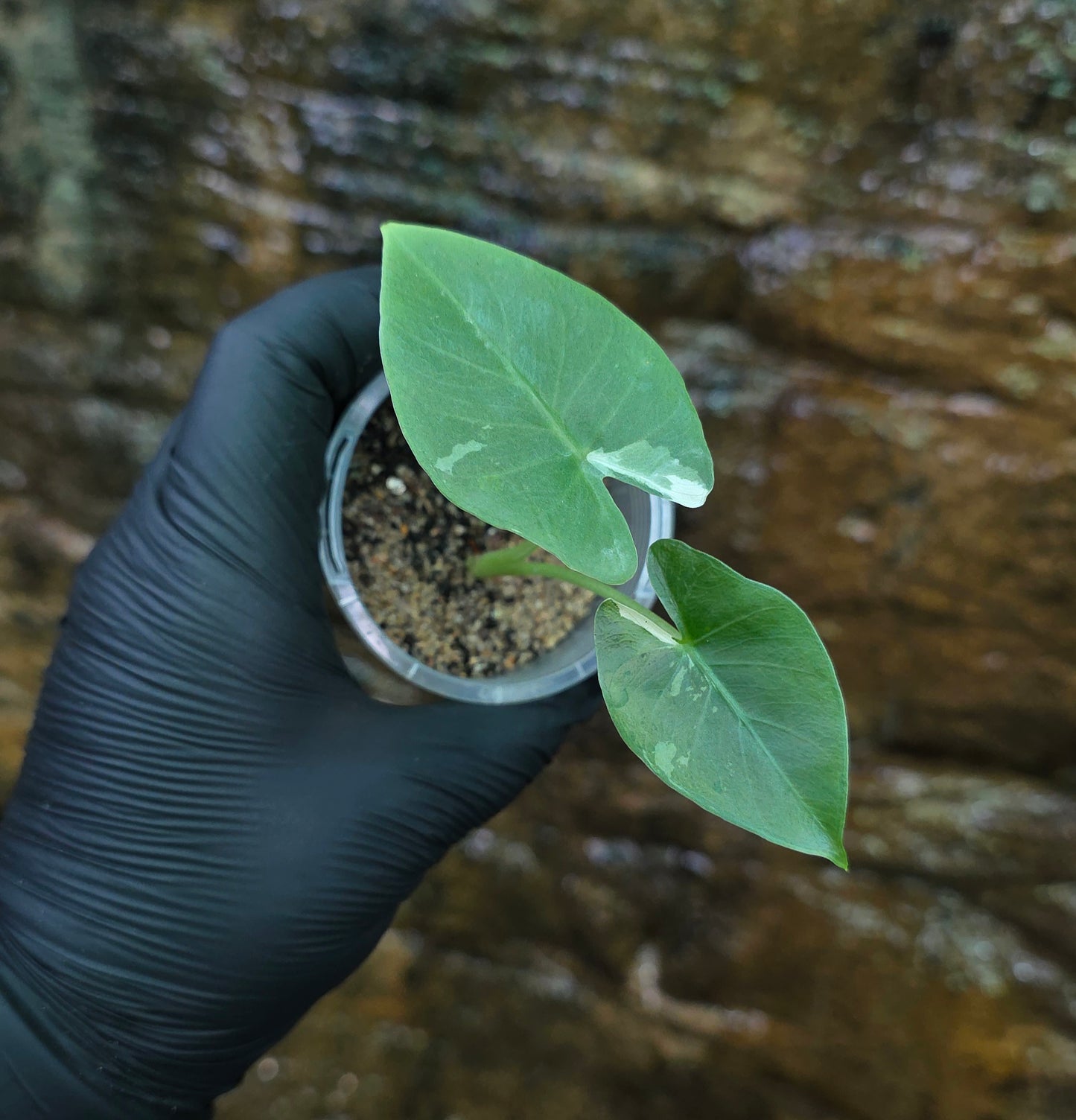 Variegated Alocasia Macrorrhiza albo