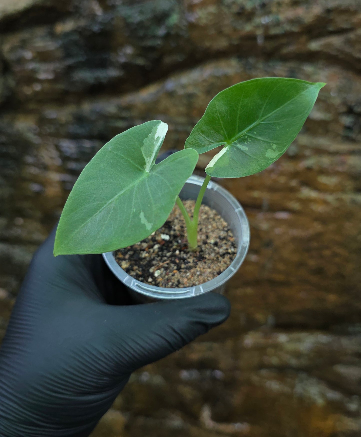 Variegated Alocasia Macrorrhiza albo