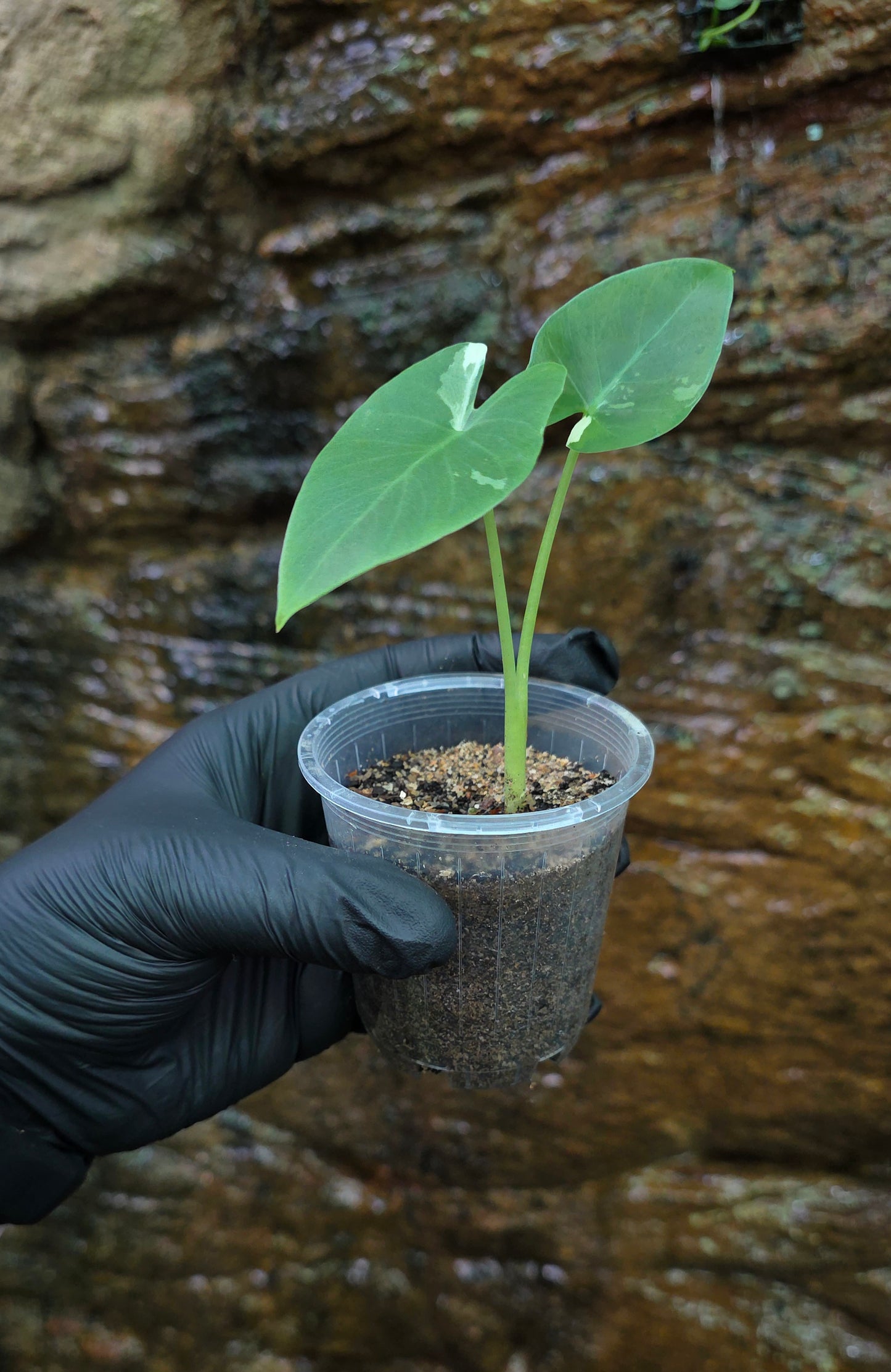 Variegated Alocasia Macrorrhiza albo