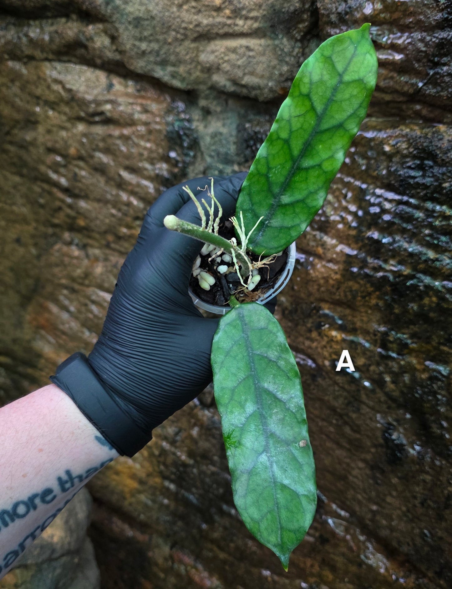 Hoya Villosa