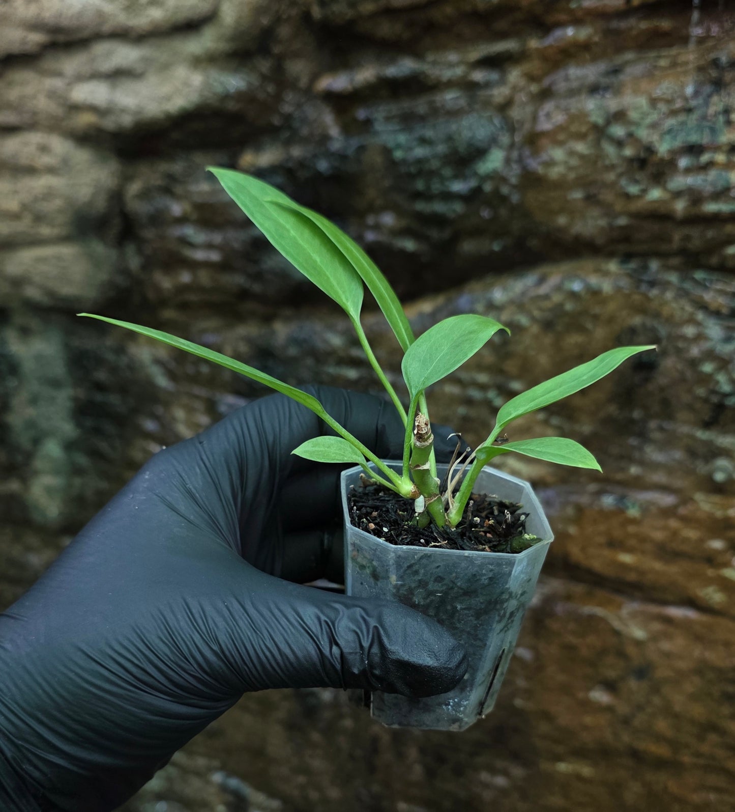 Anthurium Vittariifolium