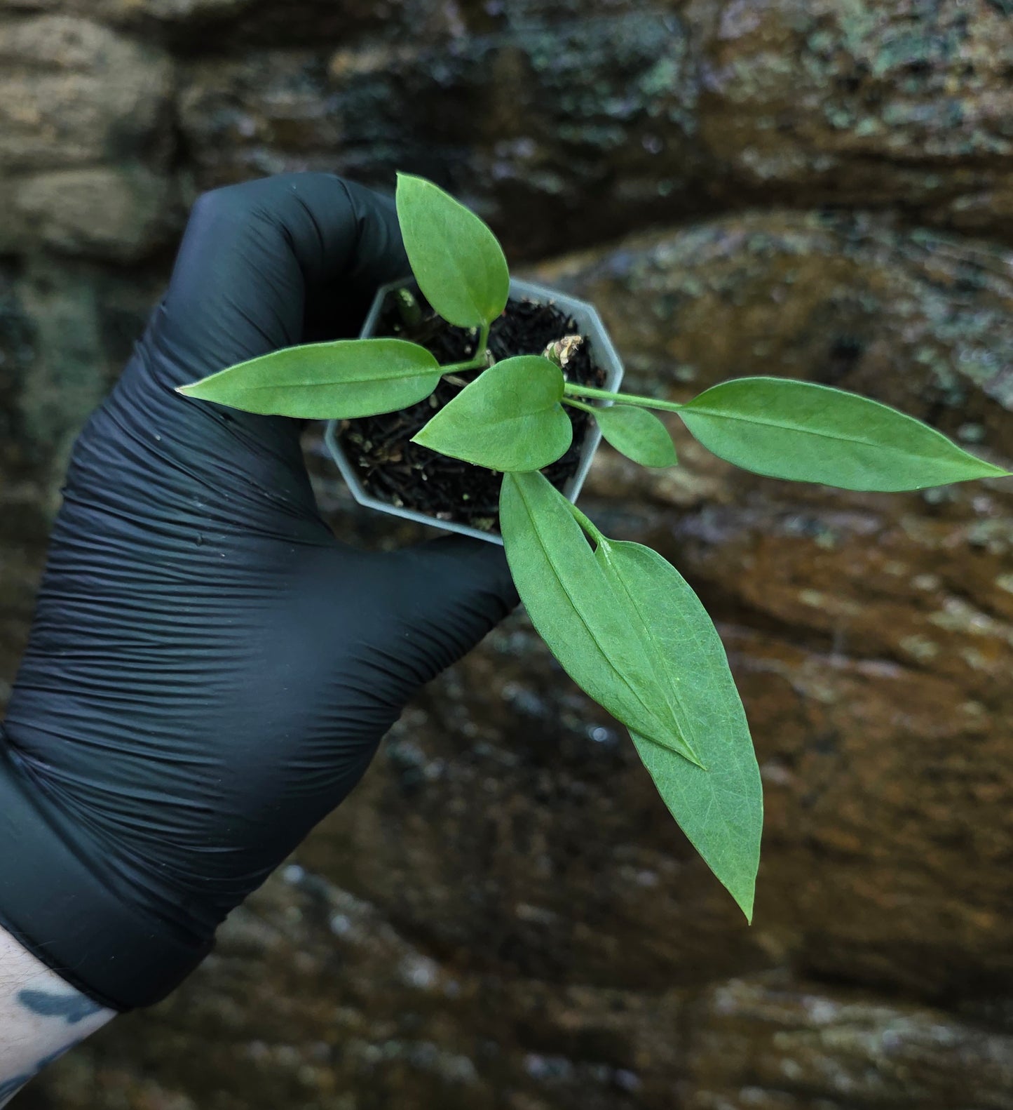 Anthurium Vittariifolium