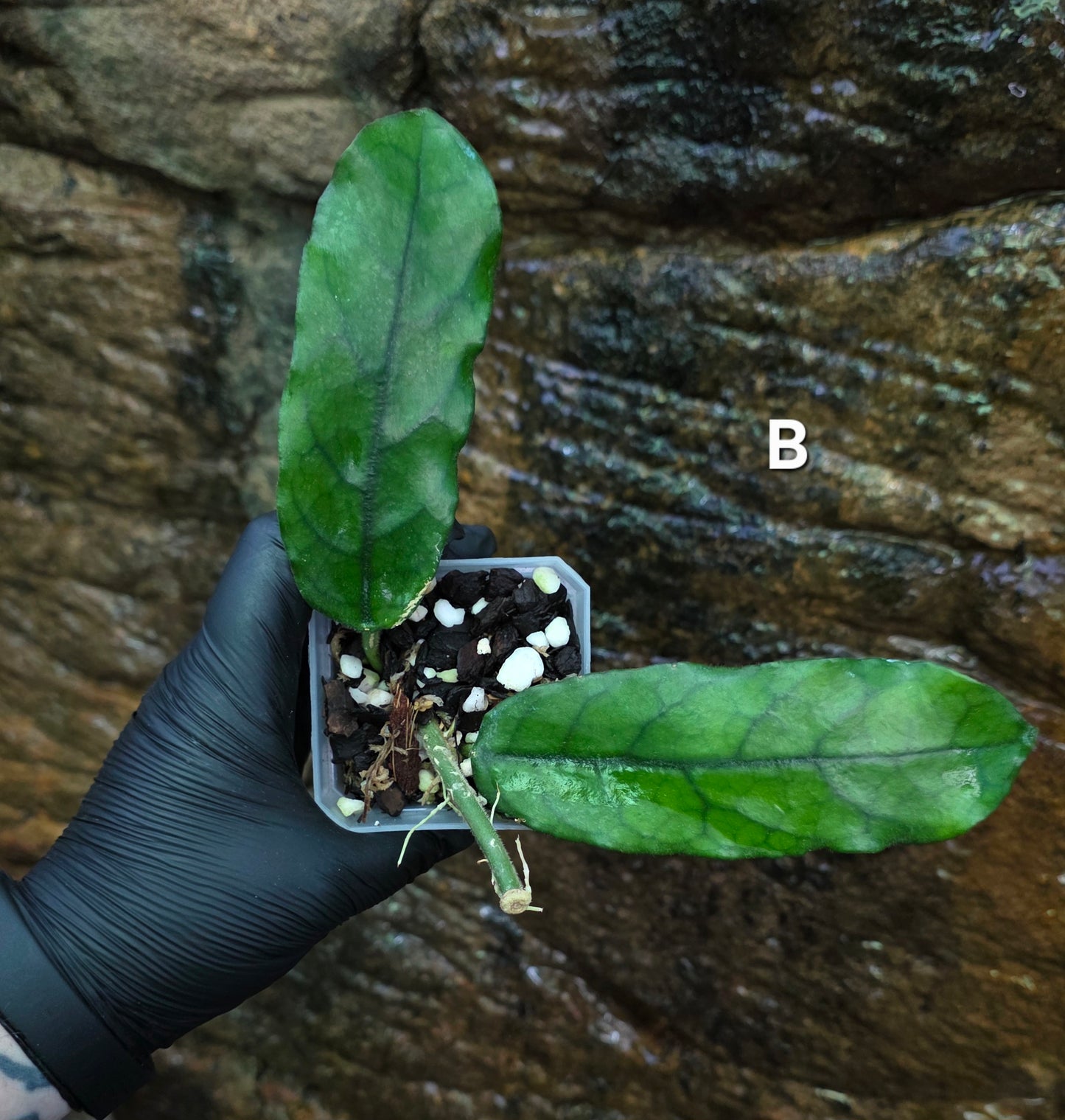 Hoya Villosa