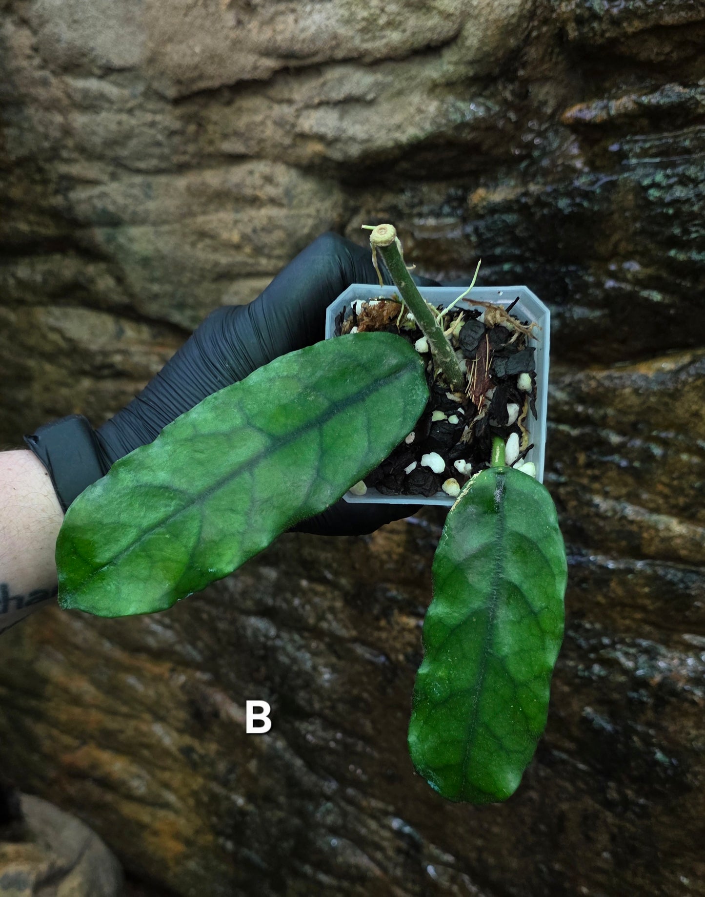 Hoya Villosa