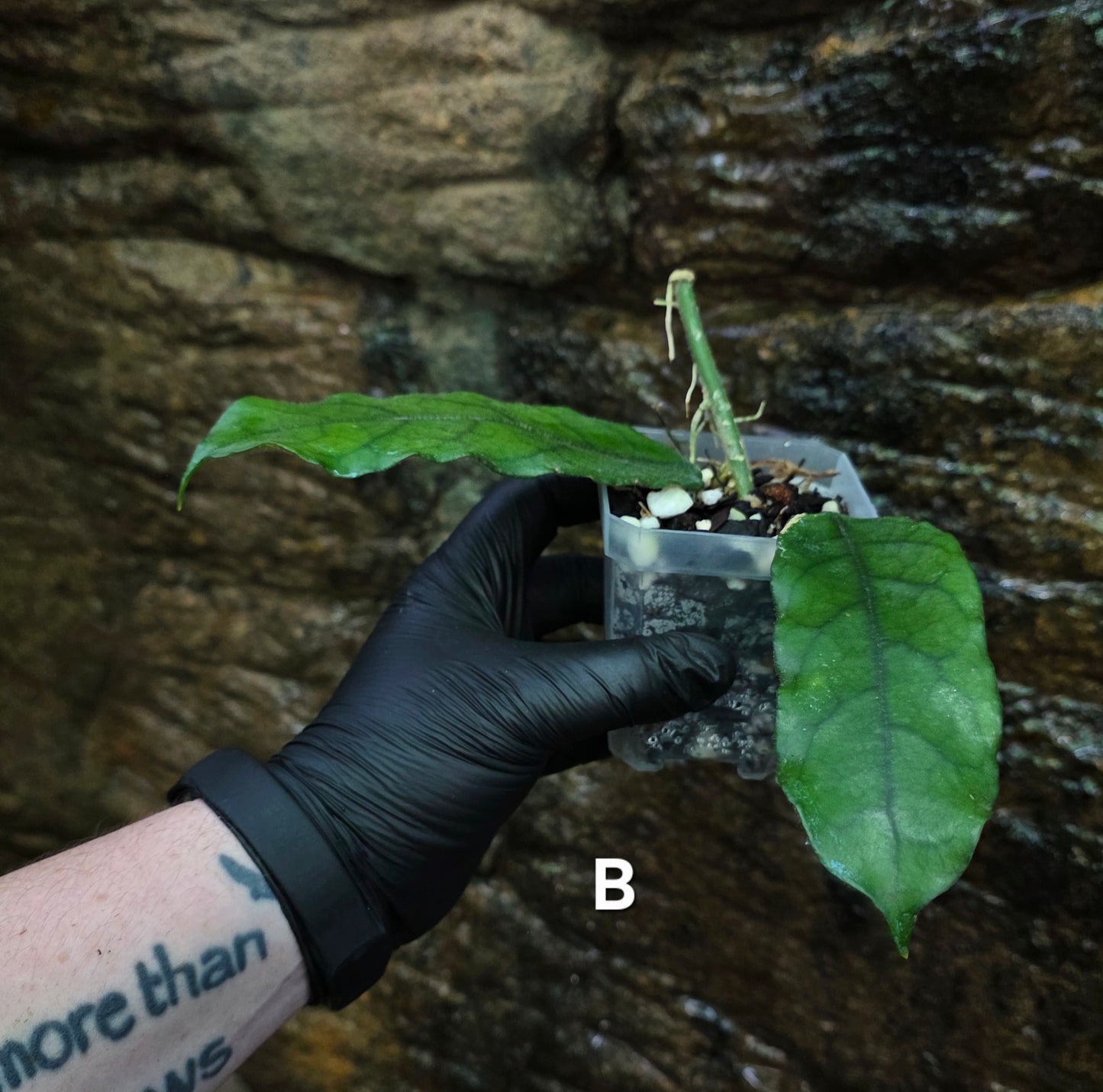 Hoya Villosa
