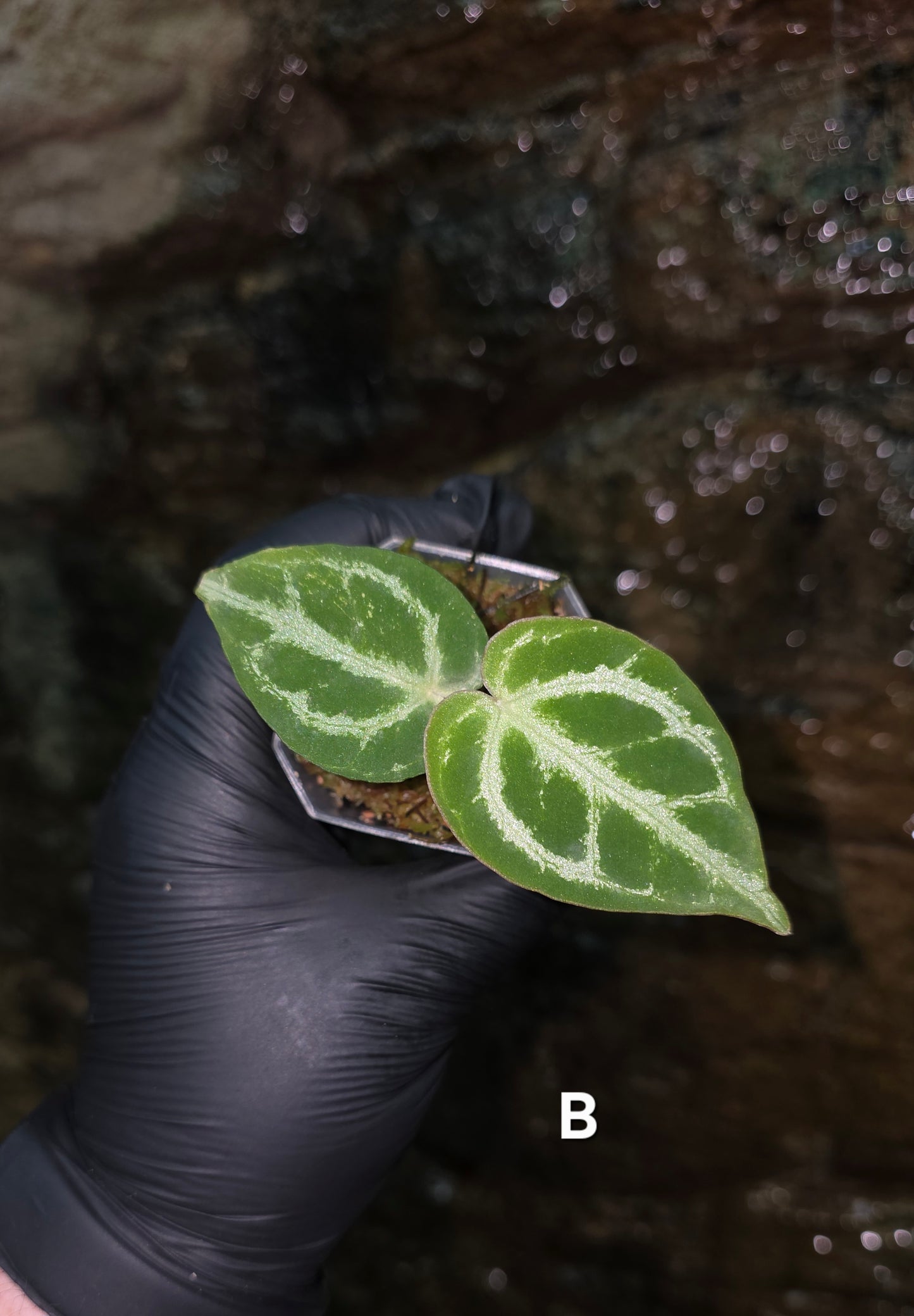 Anthurium Silver Blush x Variegated Crystallinum x Regale