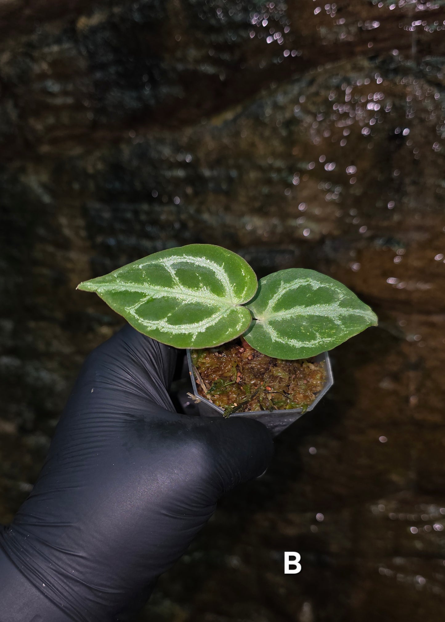 Anthurium Silver Blush x Variegated Crystallinum x Regale