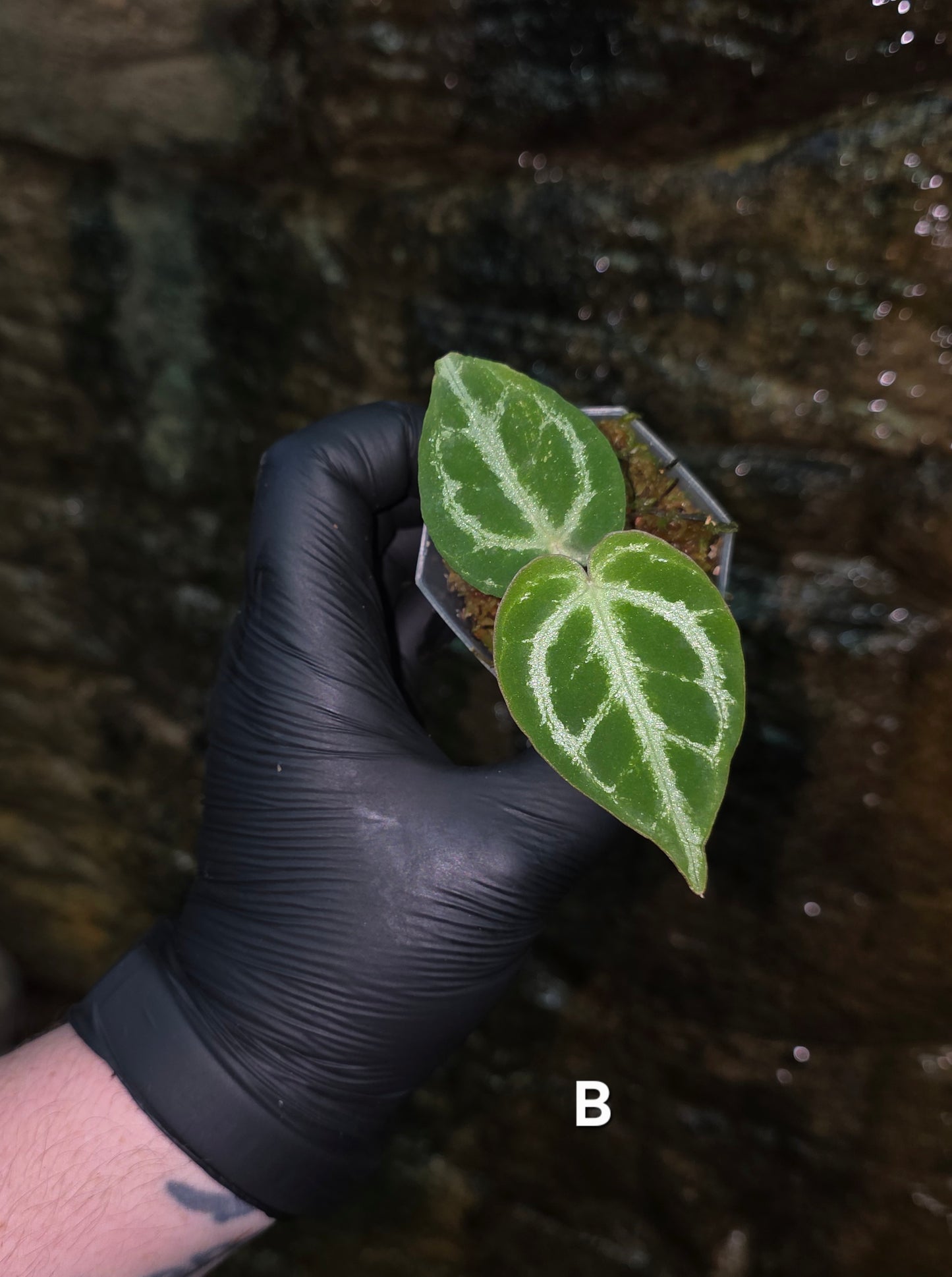 Anthurium Silver Blush x Variegated Crystallinum x Regale