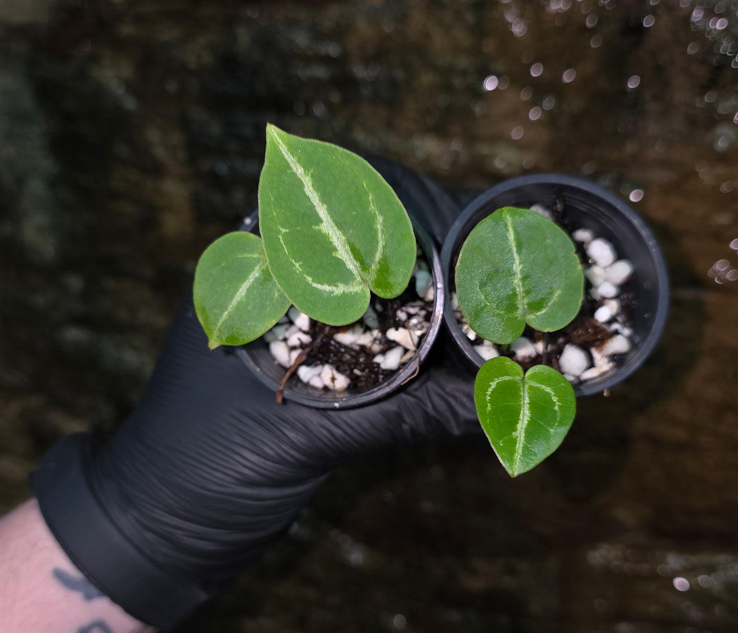 Anthurium Crystallinum hybrid seedlings