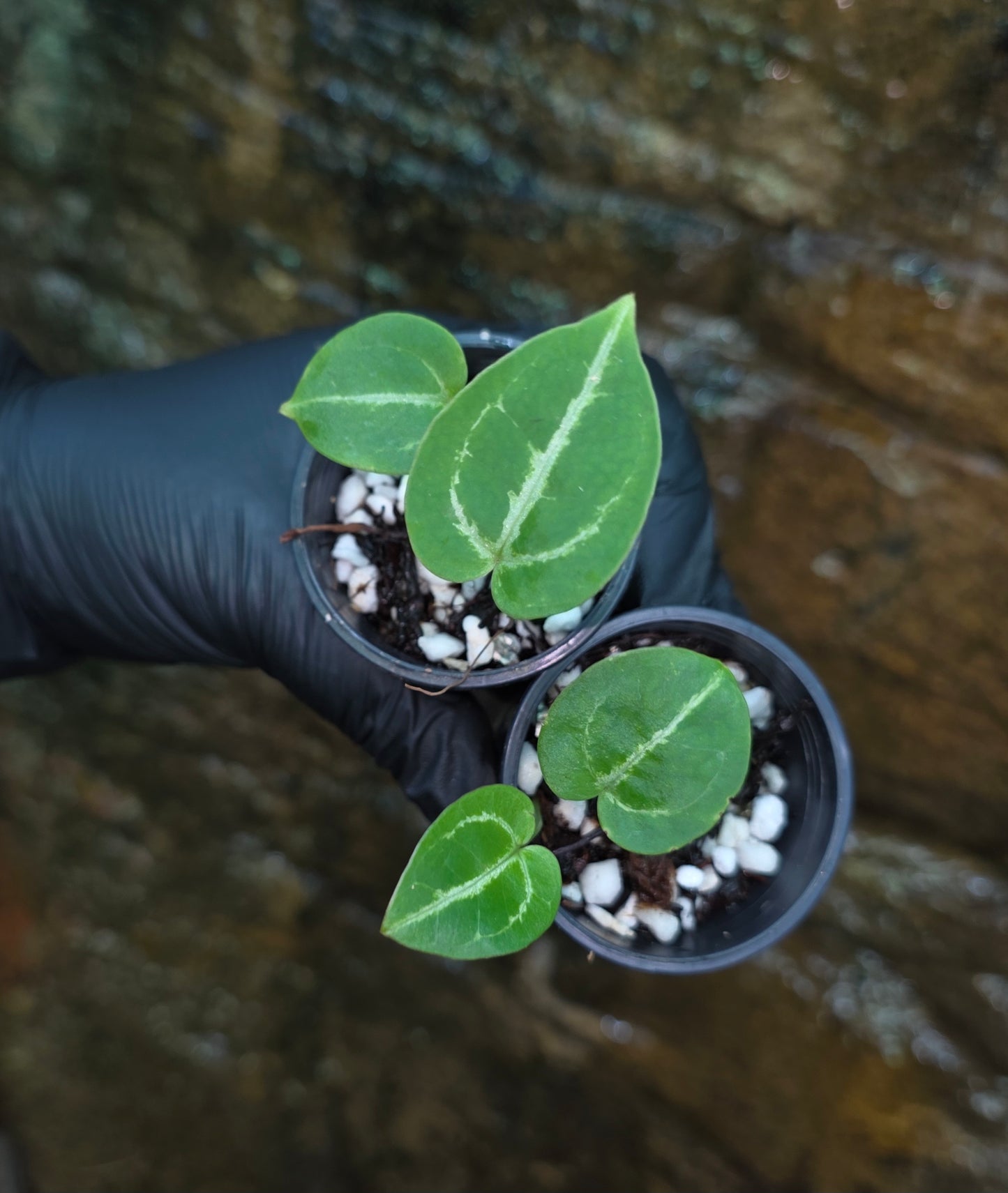 Anthurium Crystallinum hybrid seedlings