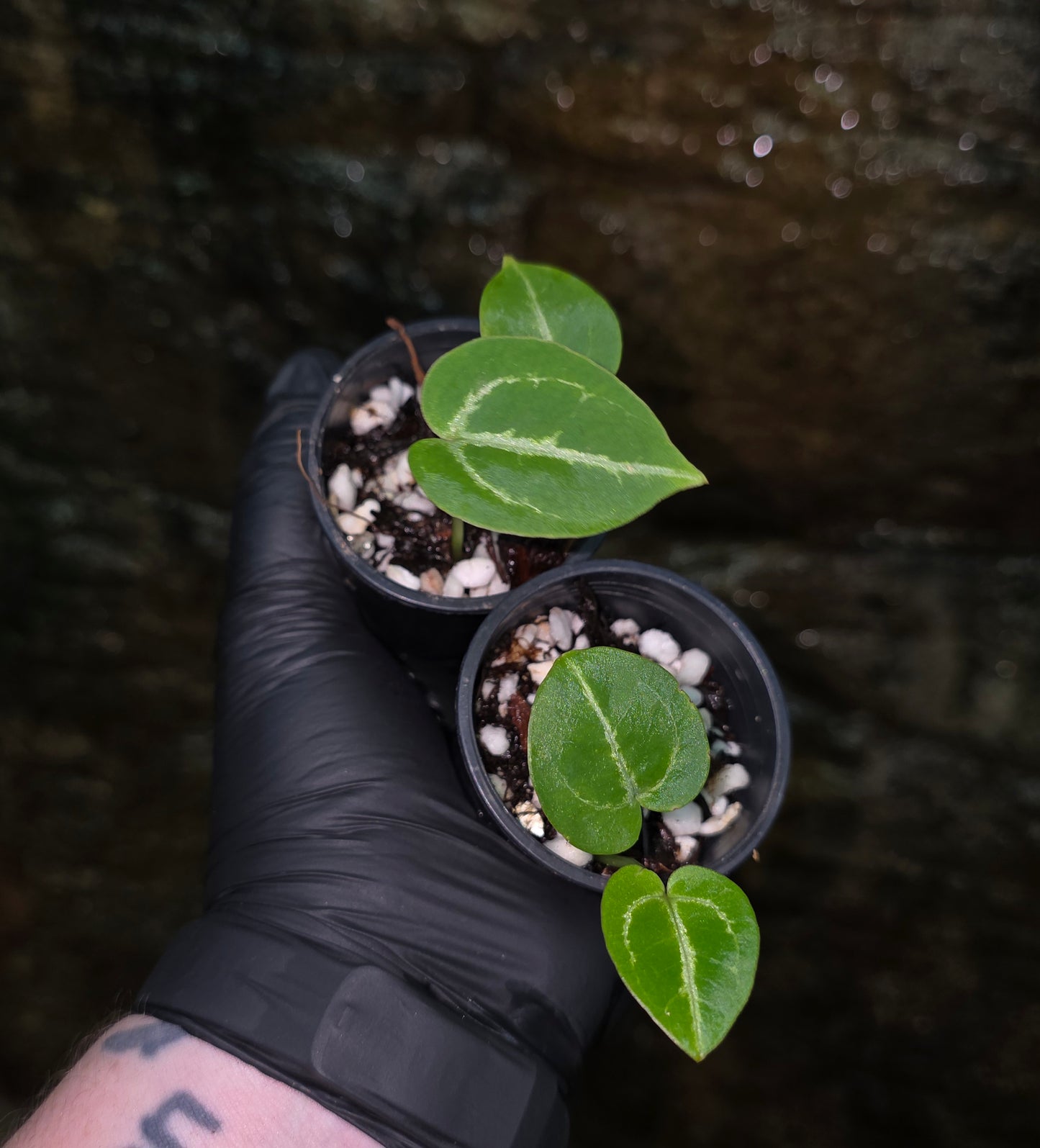 Anthurium Crystallinum hybrid seedlings