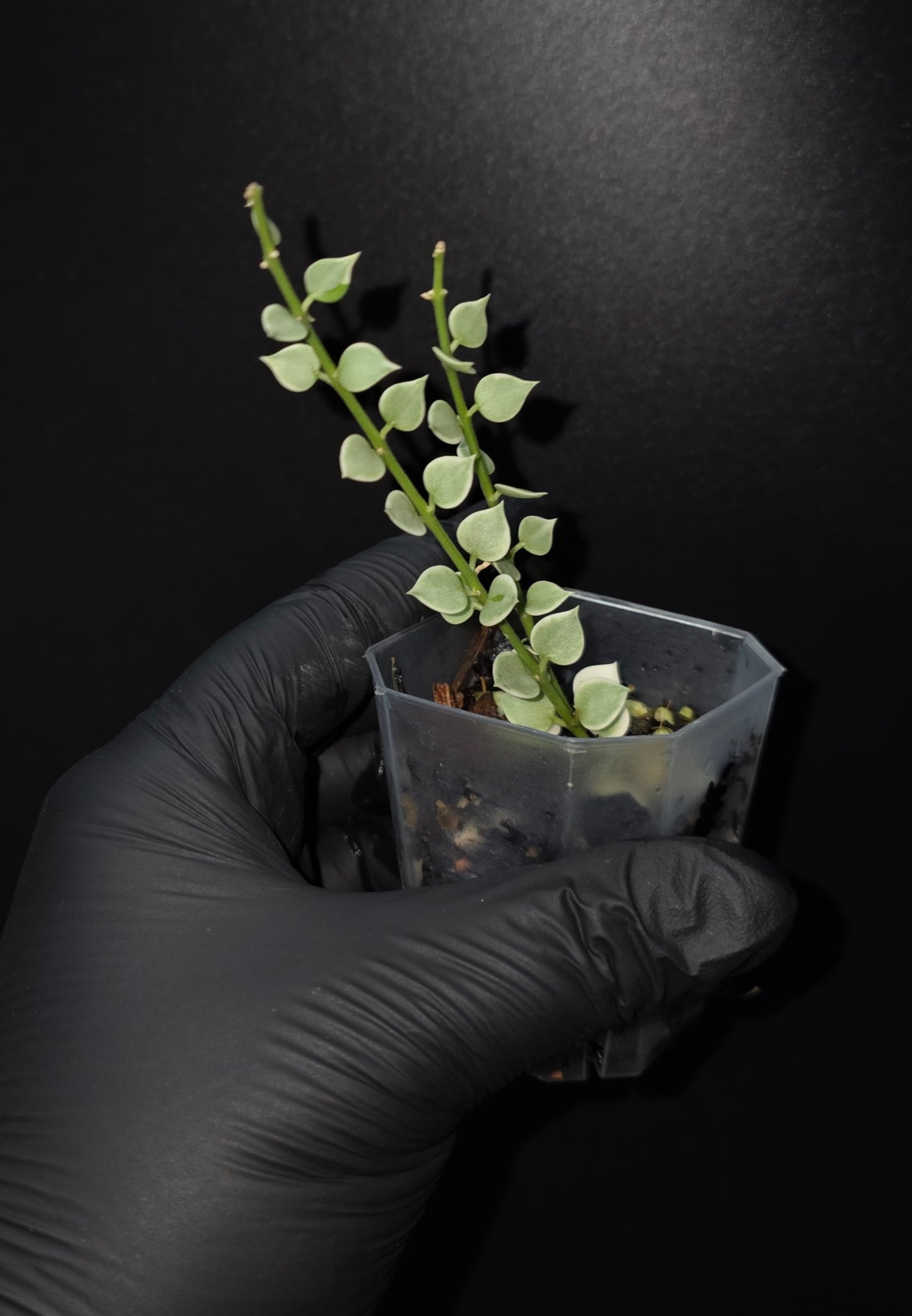 Variegated Dischidia Ruscifolia (million hearts)