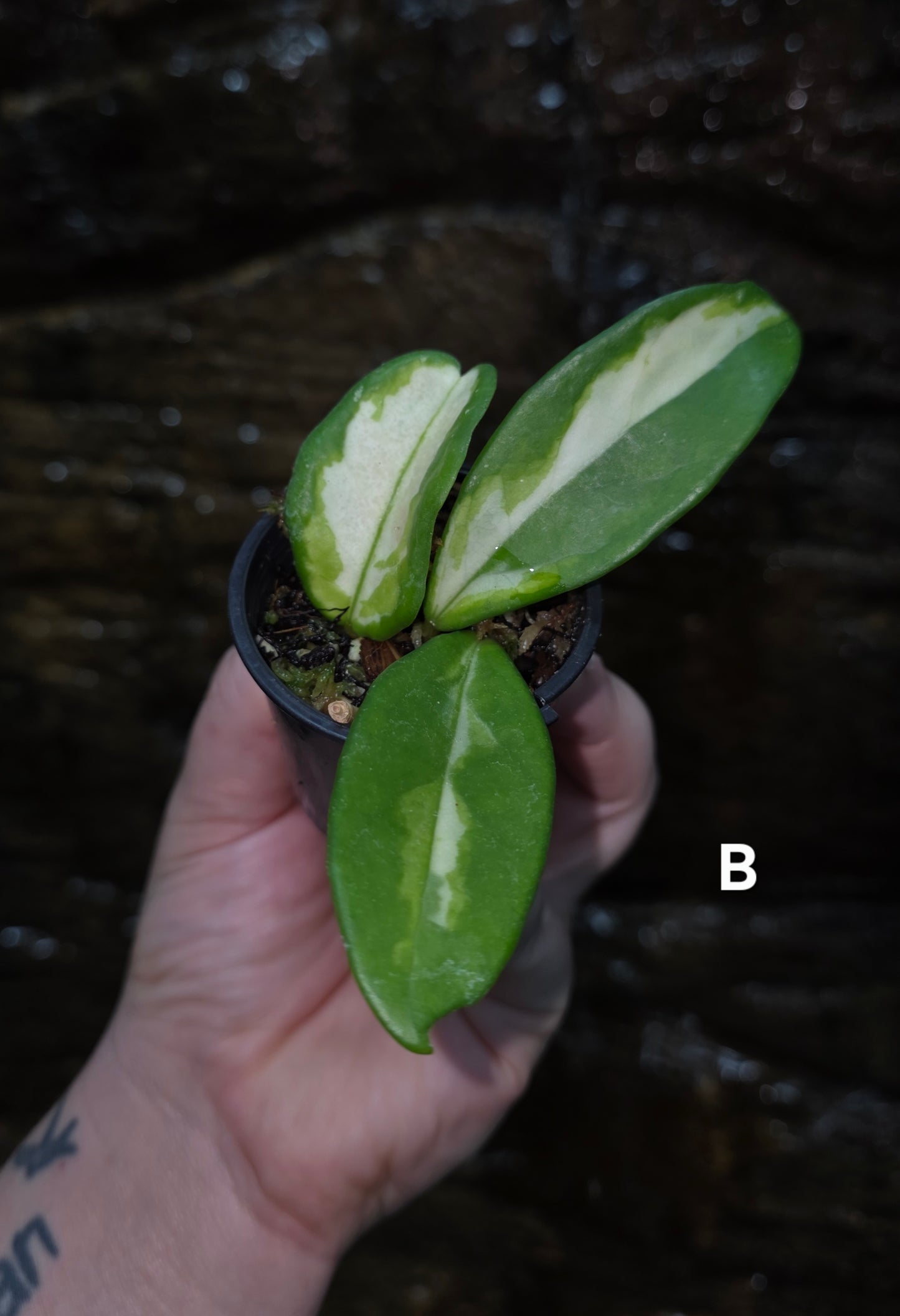 Hoya Krimson Princess