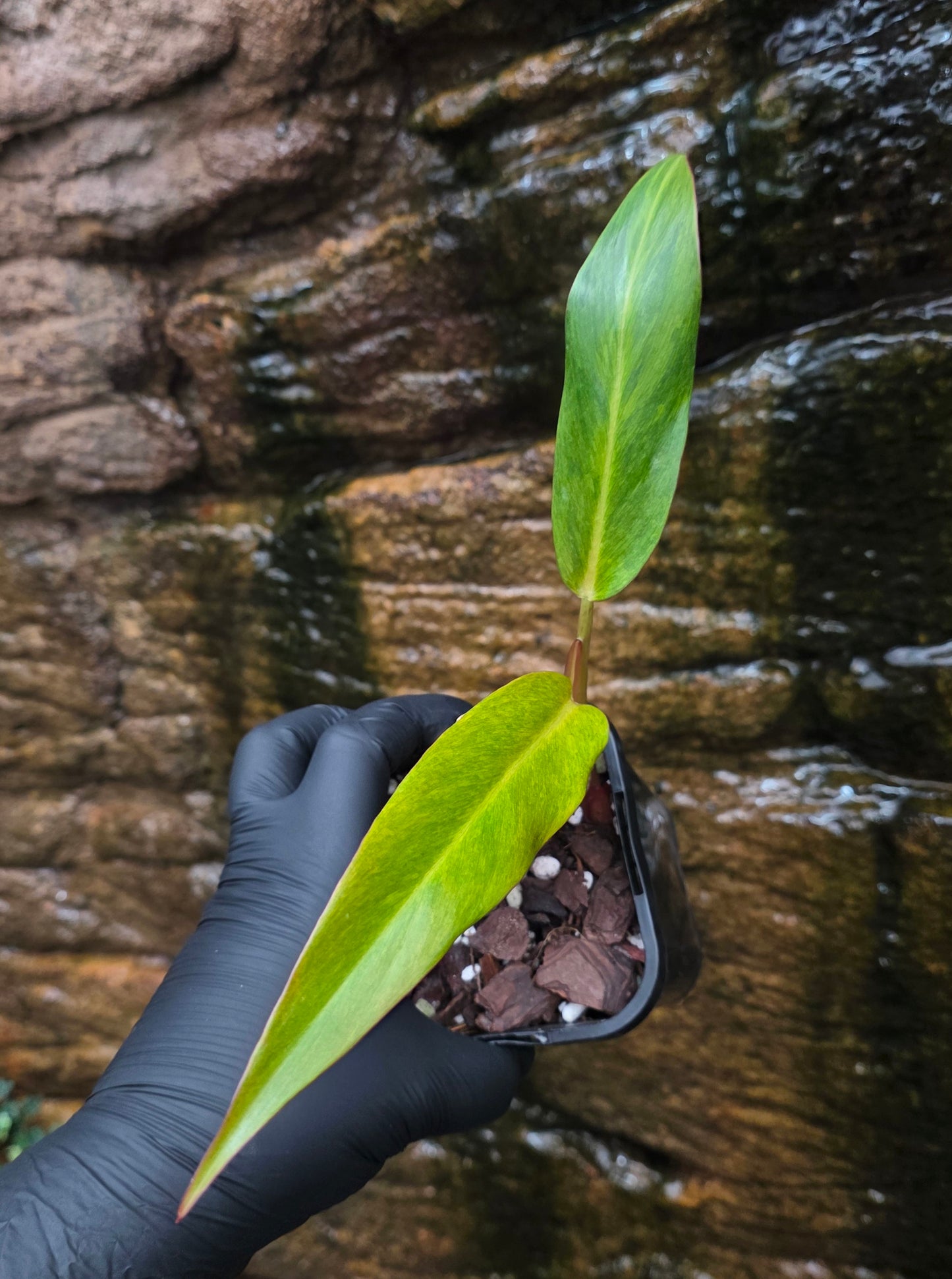 Philodendron Autumn Queen