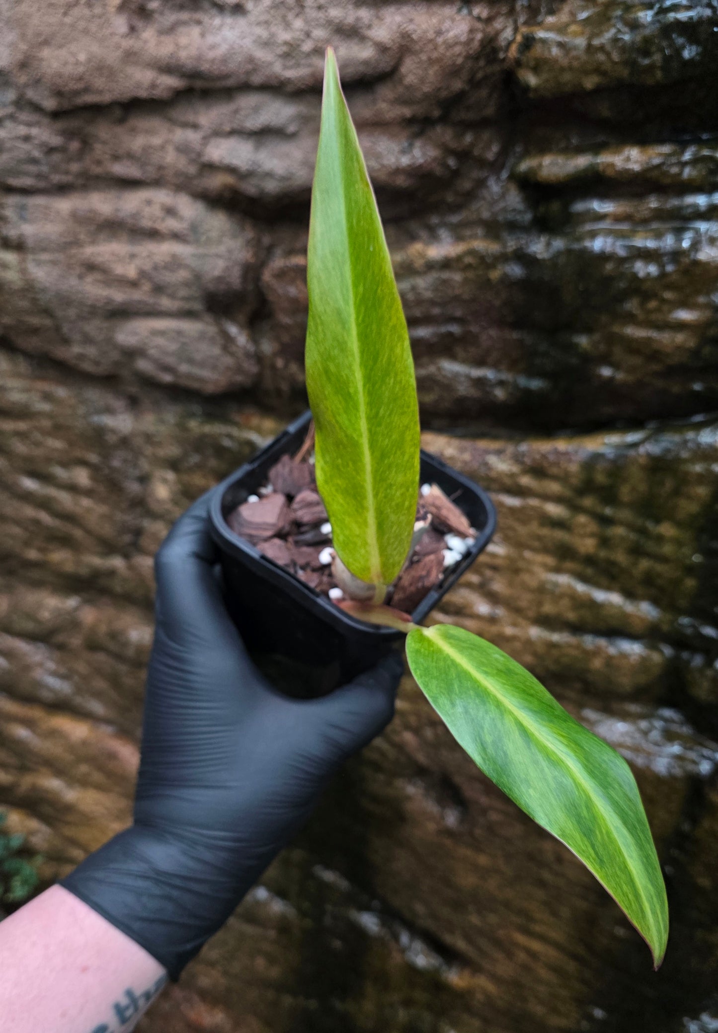 Philodendron Autumn Queen