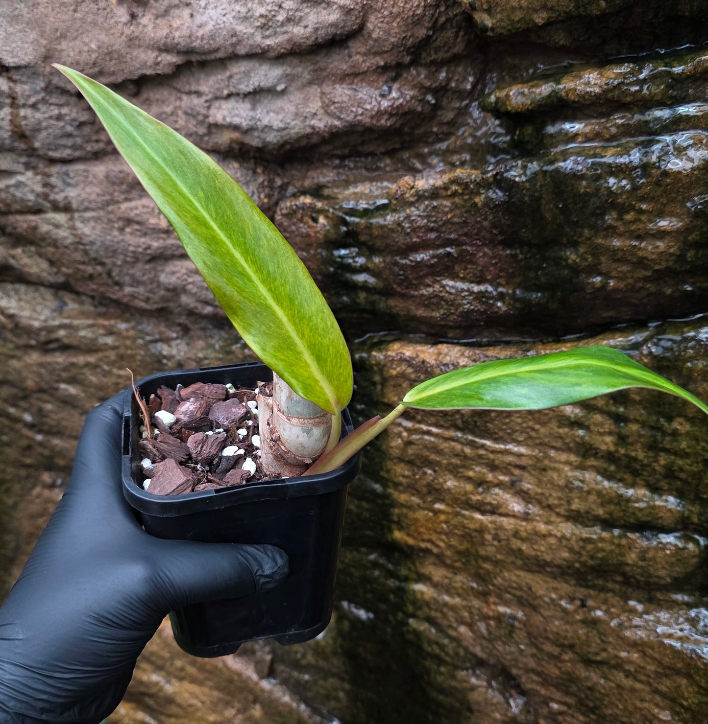 Philodendron Autumn Queen