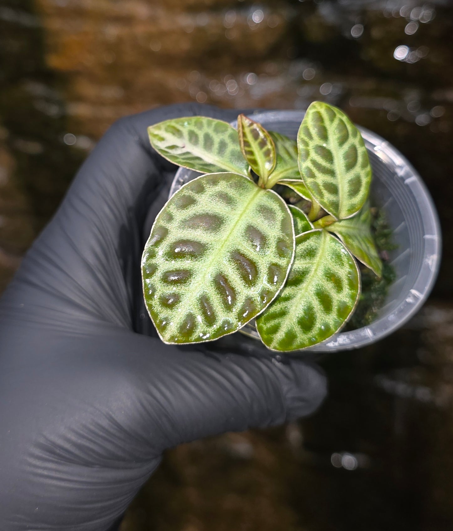 Labisia Turtle Back multiheaded