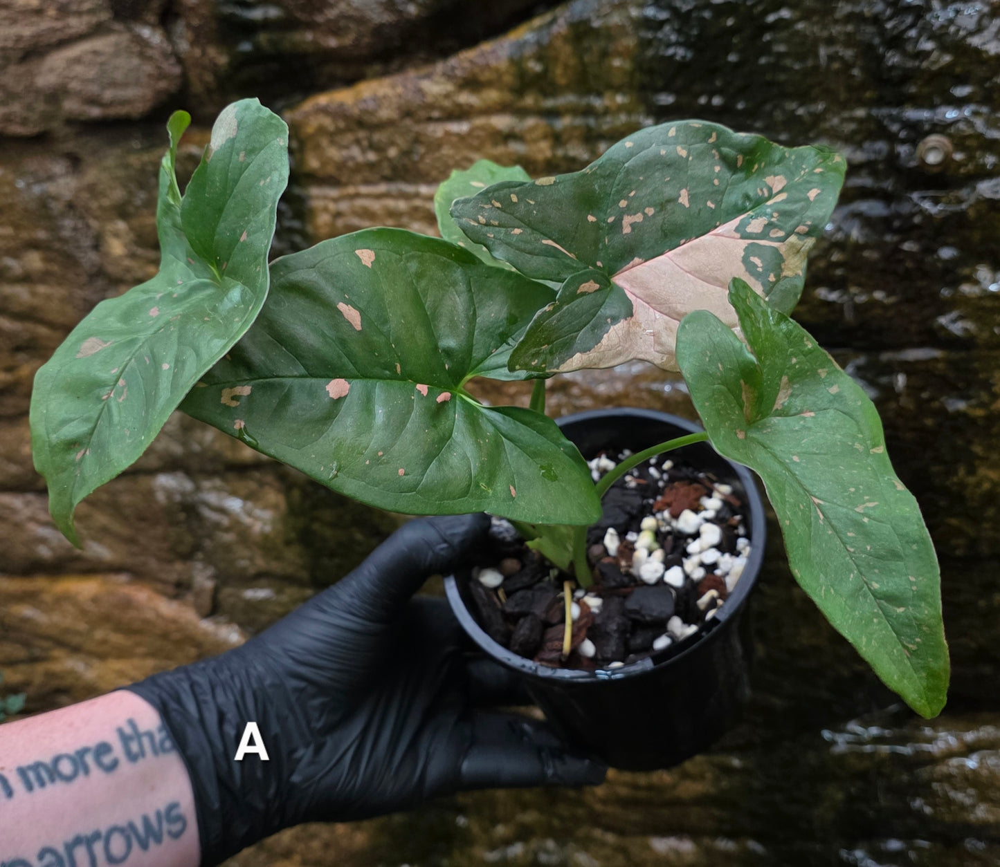 Syngonium Pink splash