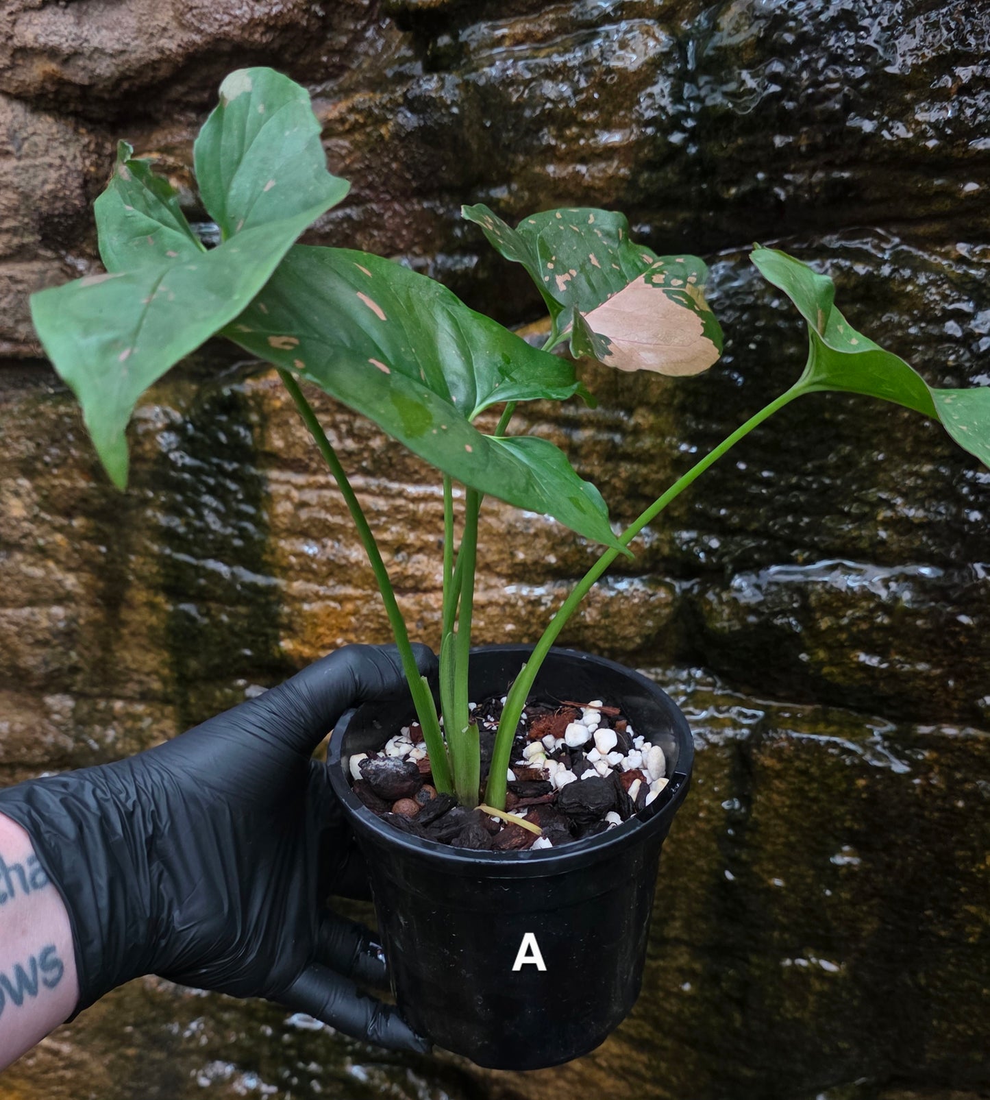 Syngonium Pink splash
