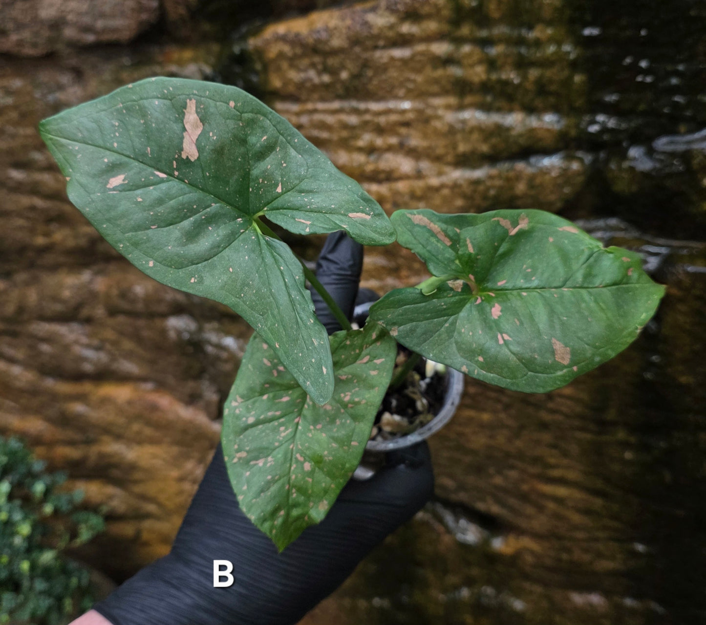Syngonium Pink splash