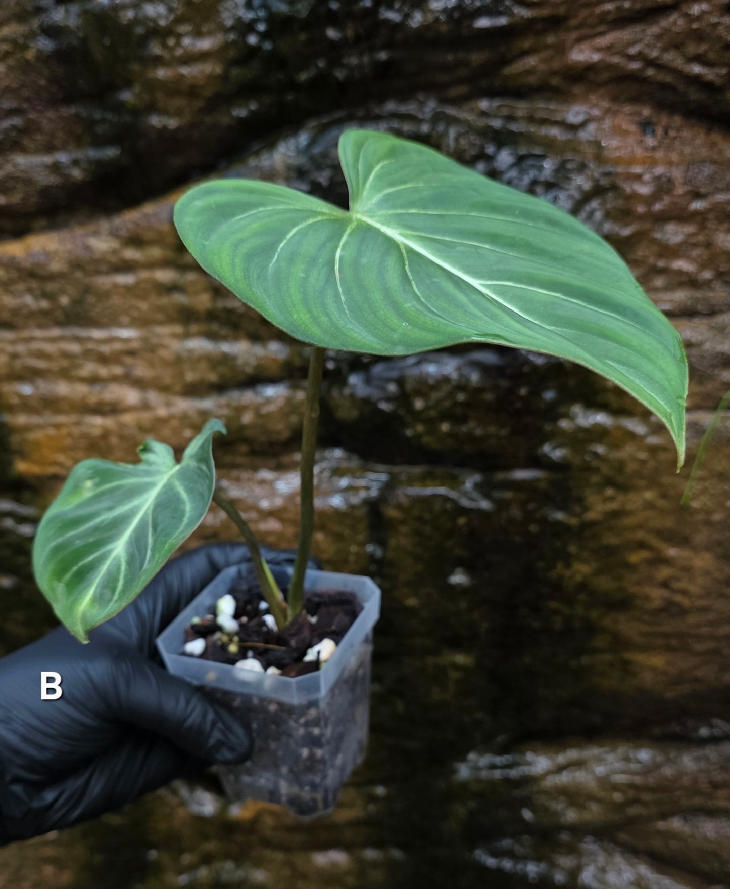 Philodendron Gloriosum "White Veins"