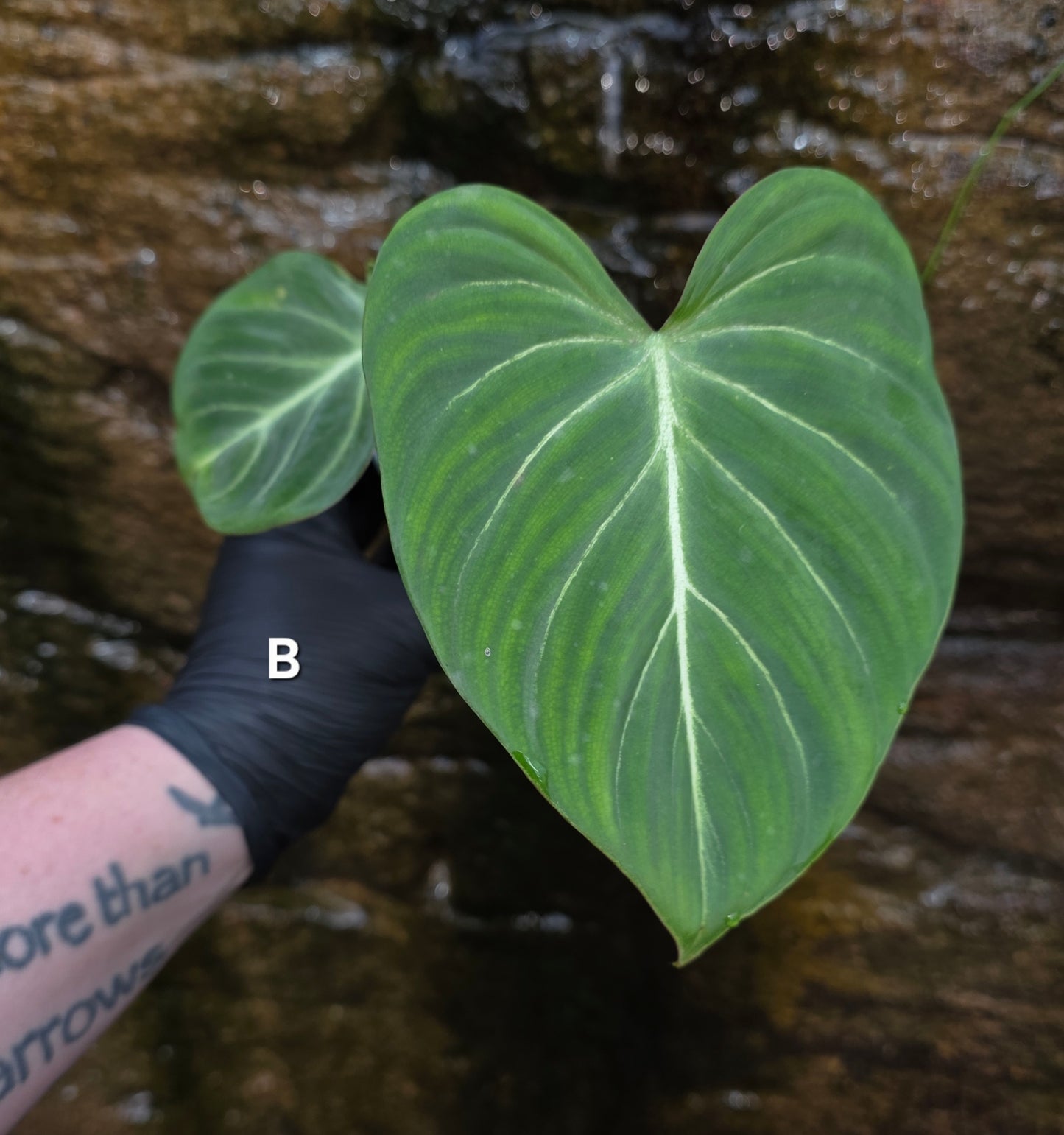 Philodendron Gloriosum "White Veins"