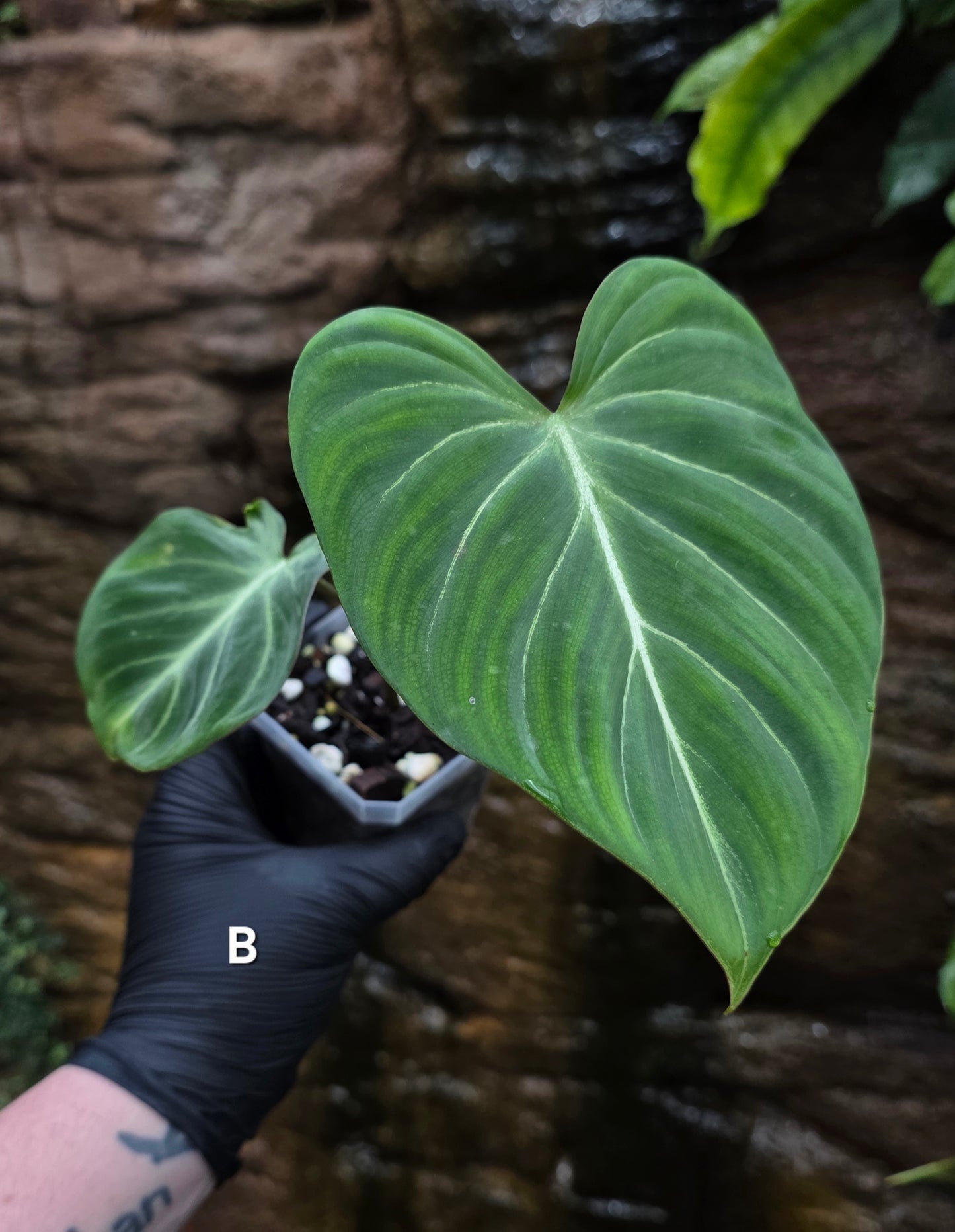 Philodendron Gloriosum "White Veins"