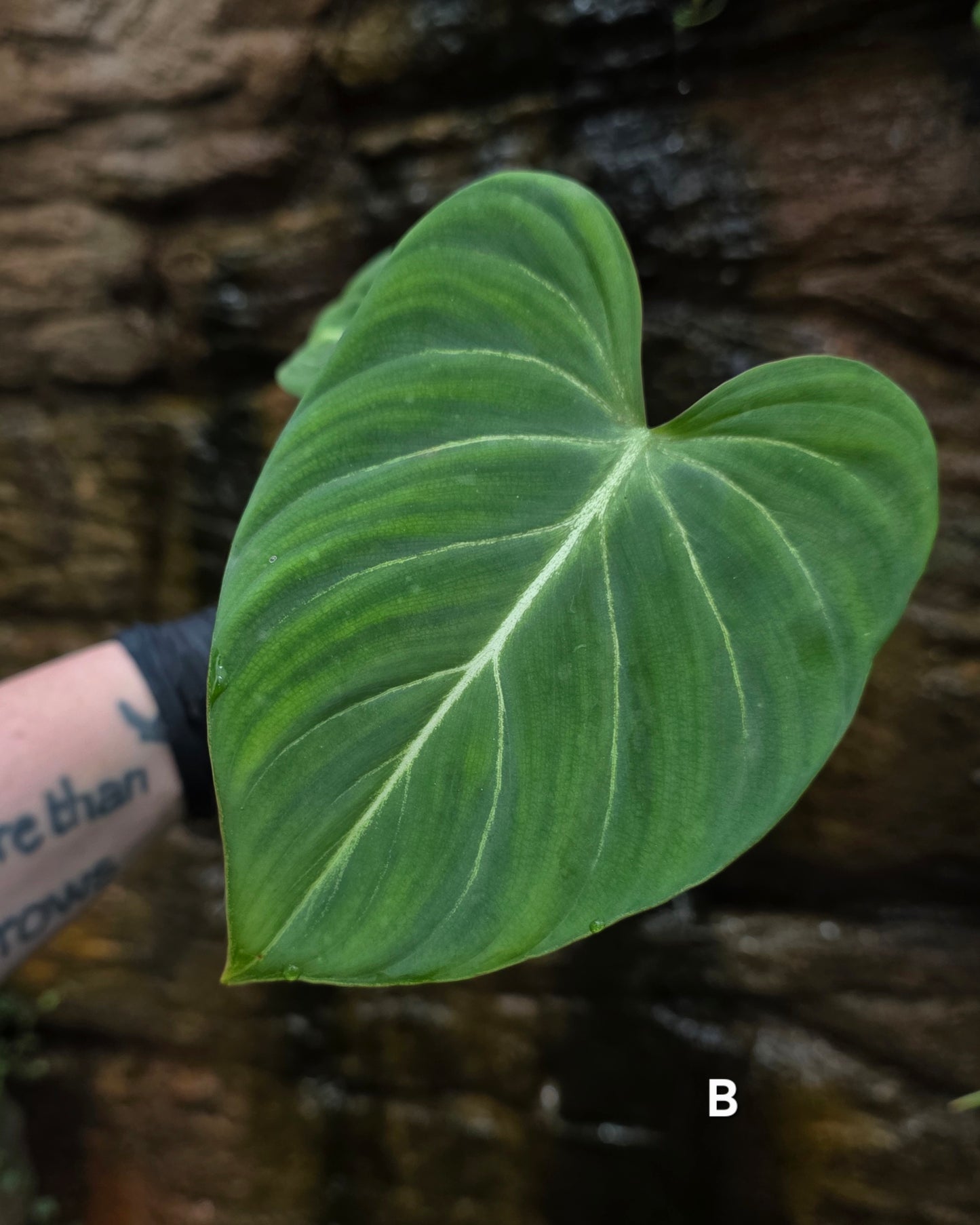 Philodendron Gloriosum "White Veins"