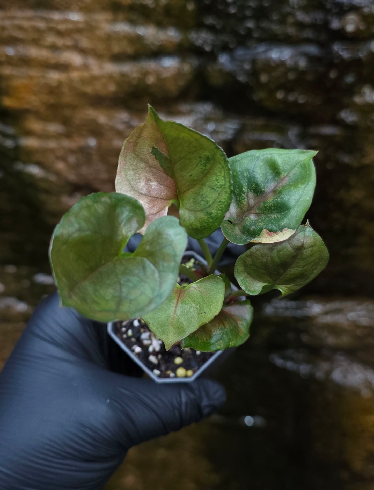 Syngonium Strawberry Ice 🍓 🧊