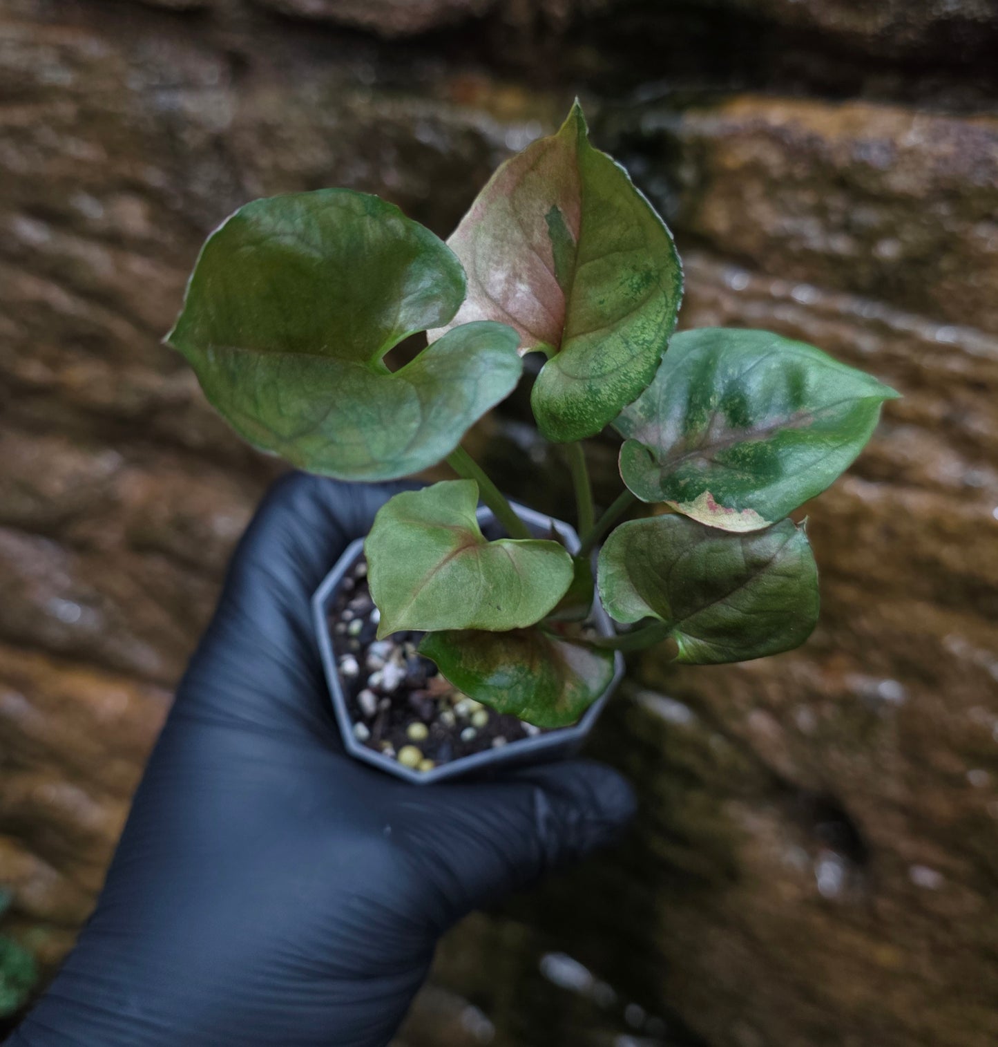Syngonium Strawberry Ice 🍓 🧊