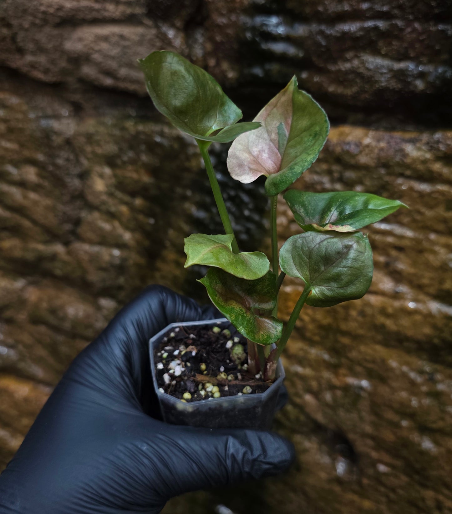 Syngonium Strawberry Ice 🍓 🧊