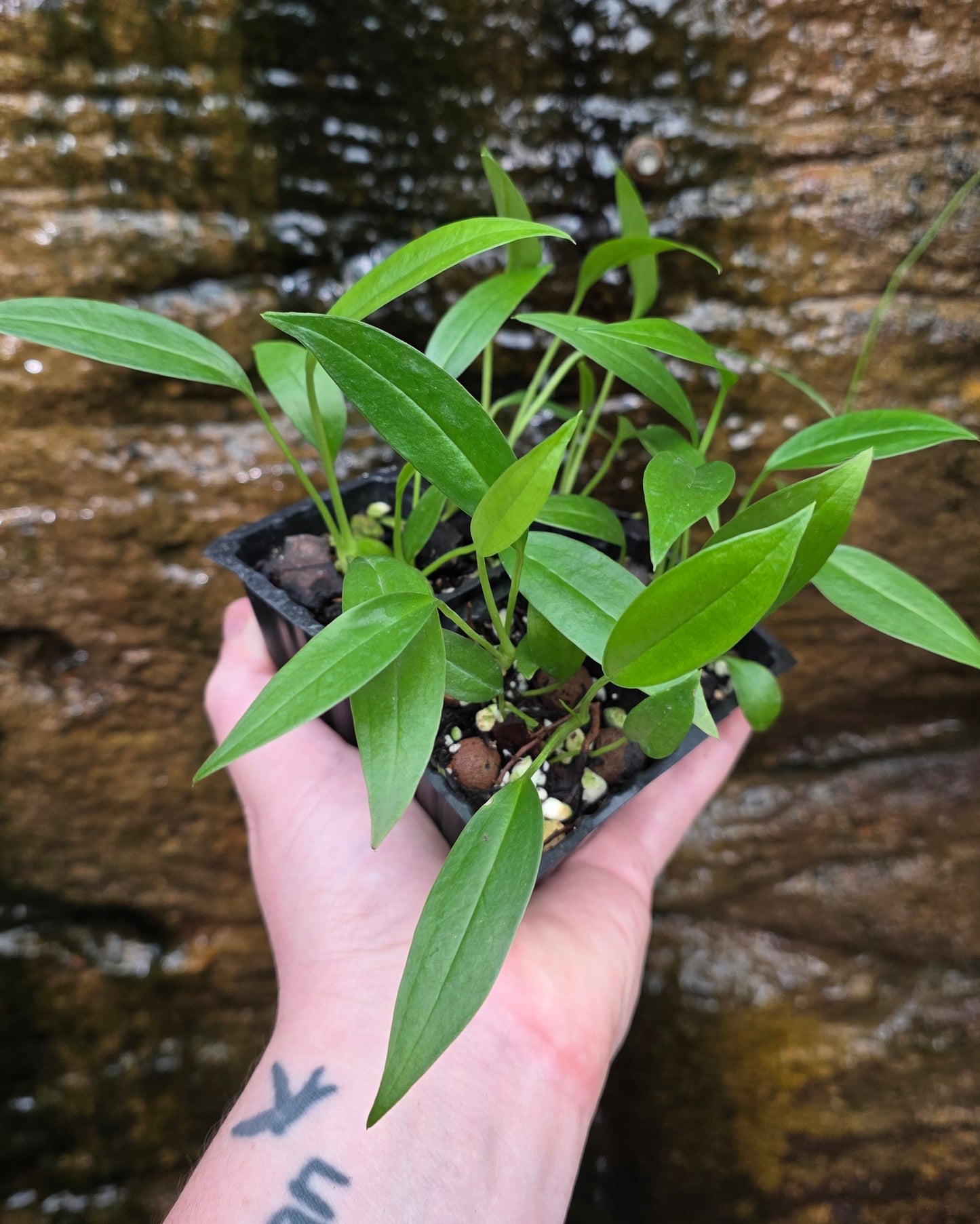 Anthurium bakerii