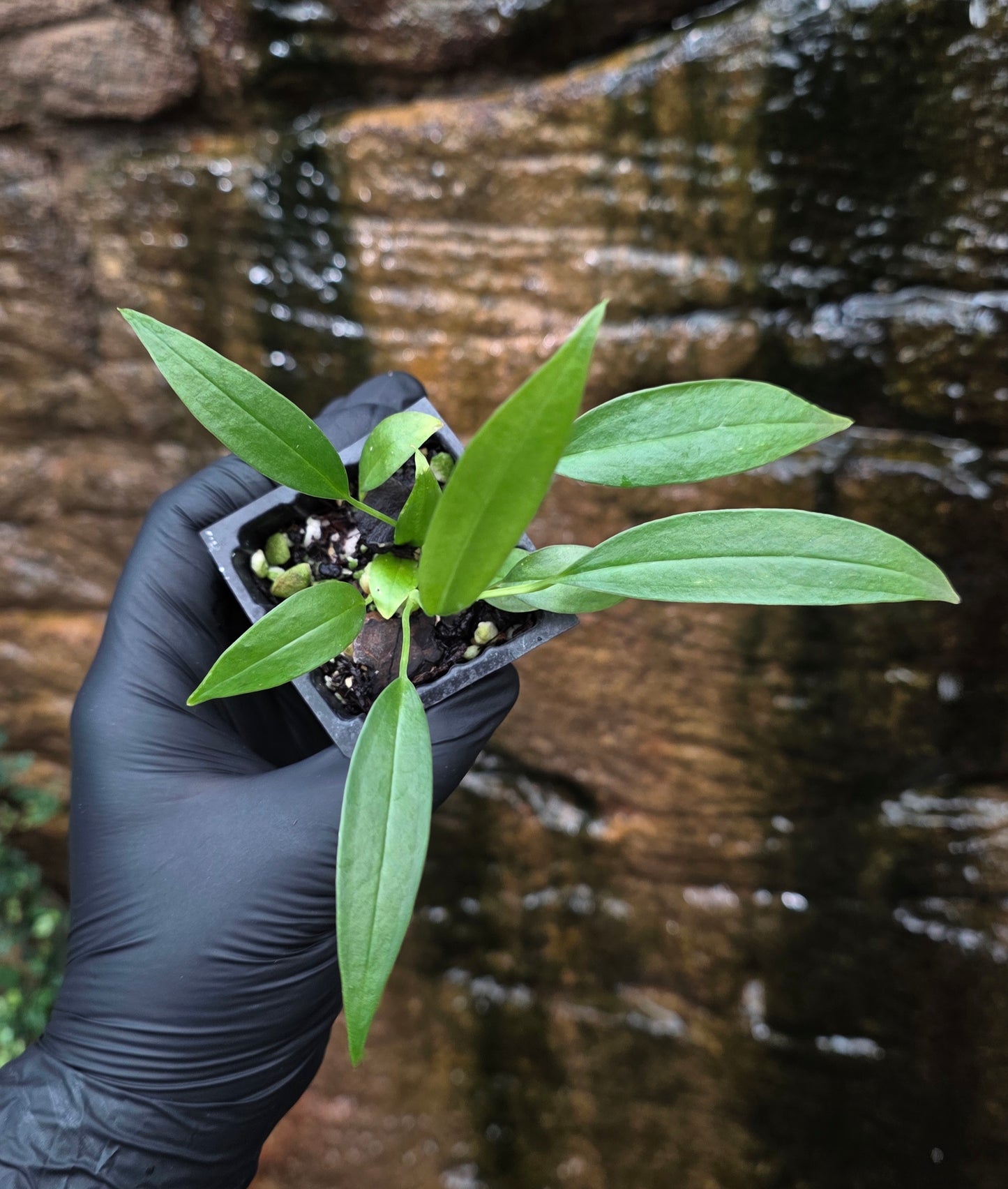 Anthurium bakerii